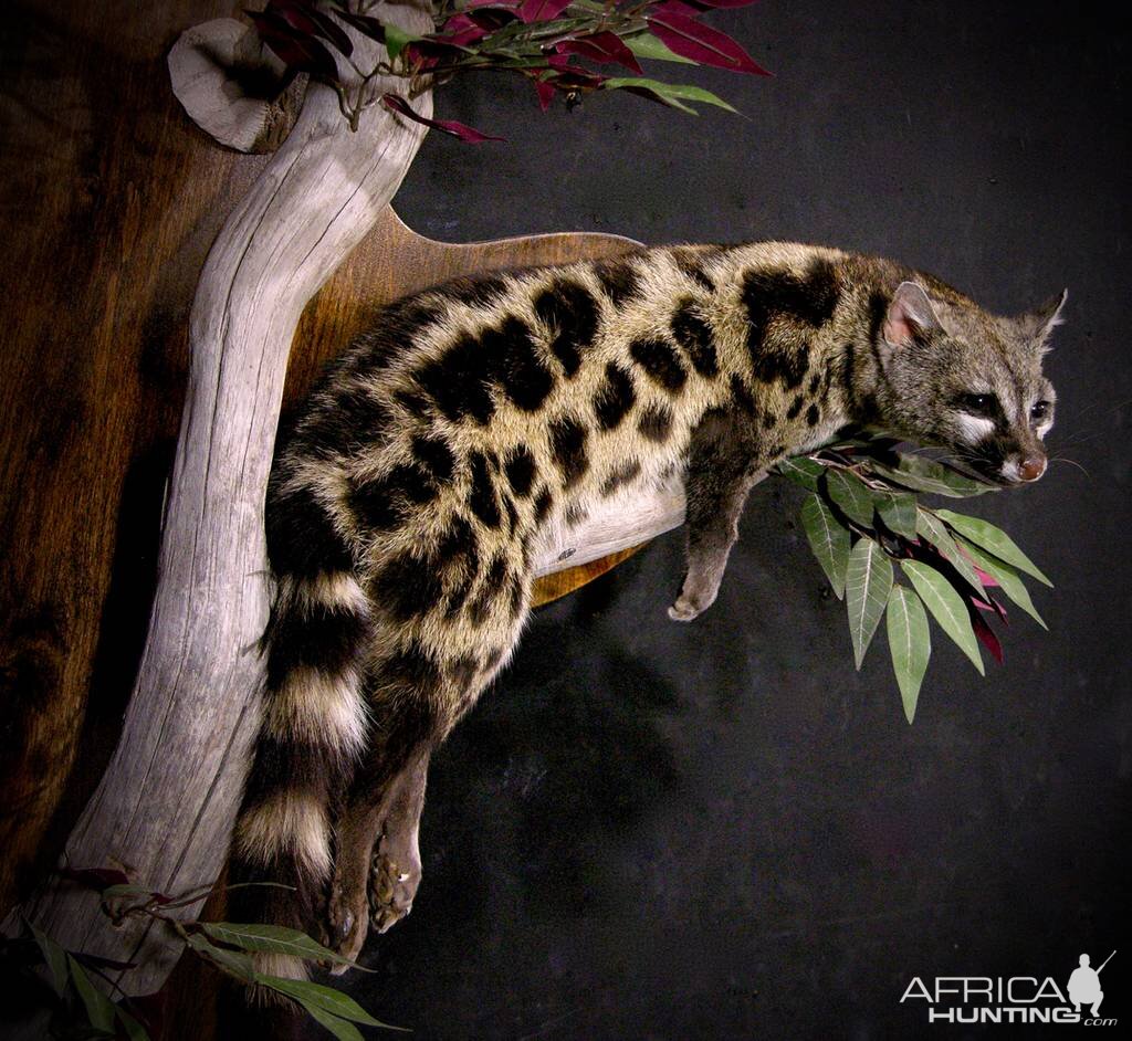 Genet Cat Full Mount Taxidermy