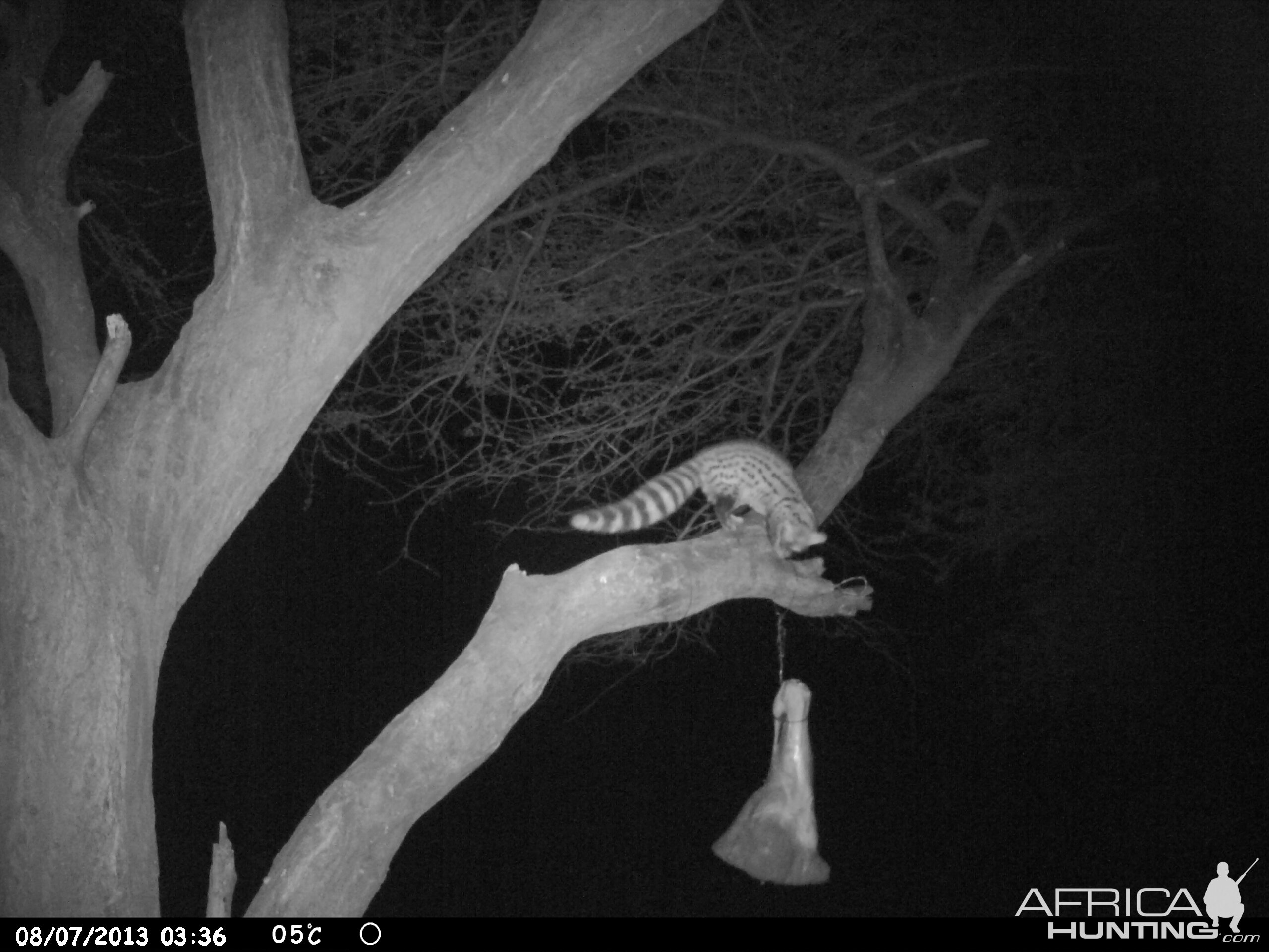 Genet Cat Trail Camera