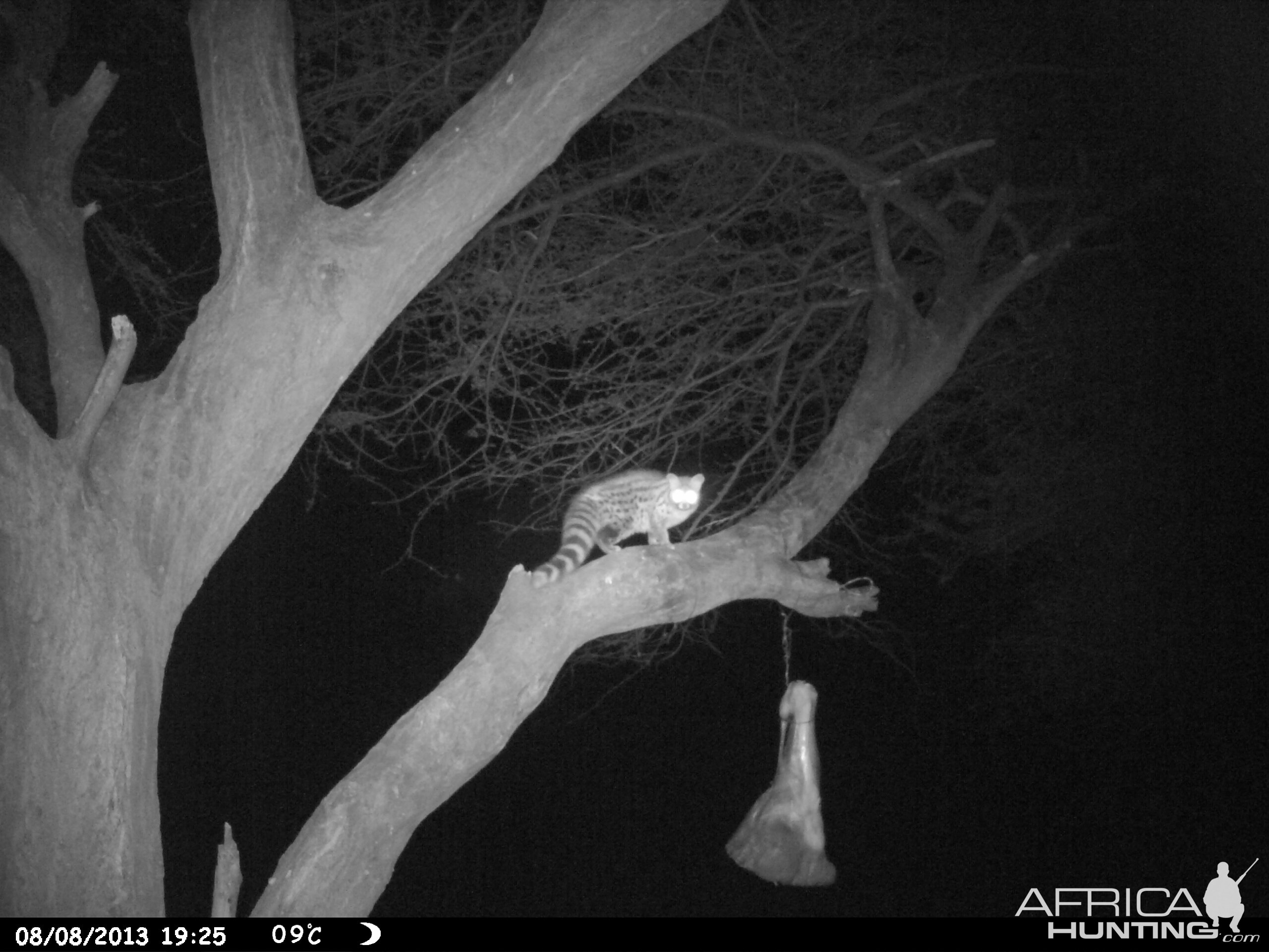 Genet Cat Trail Camera