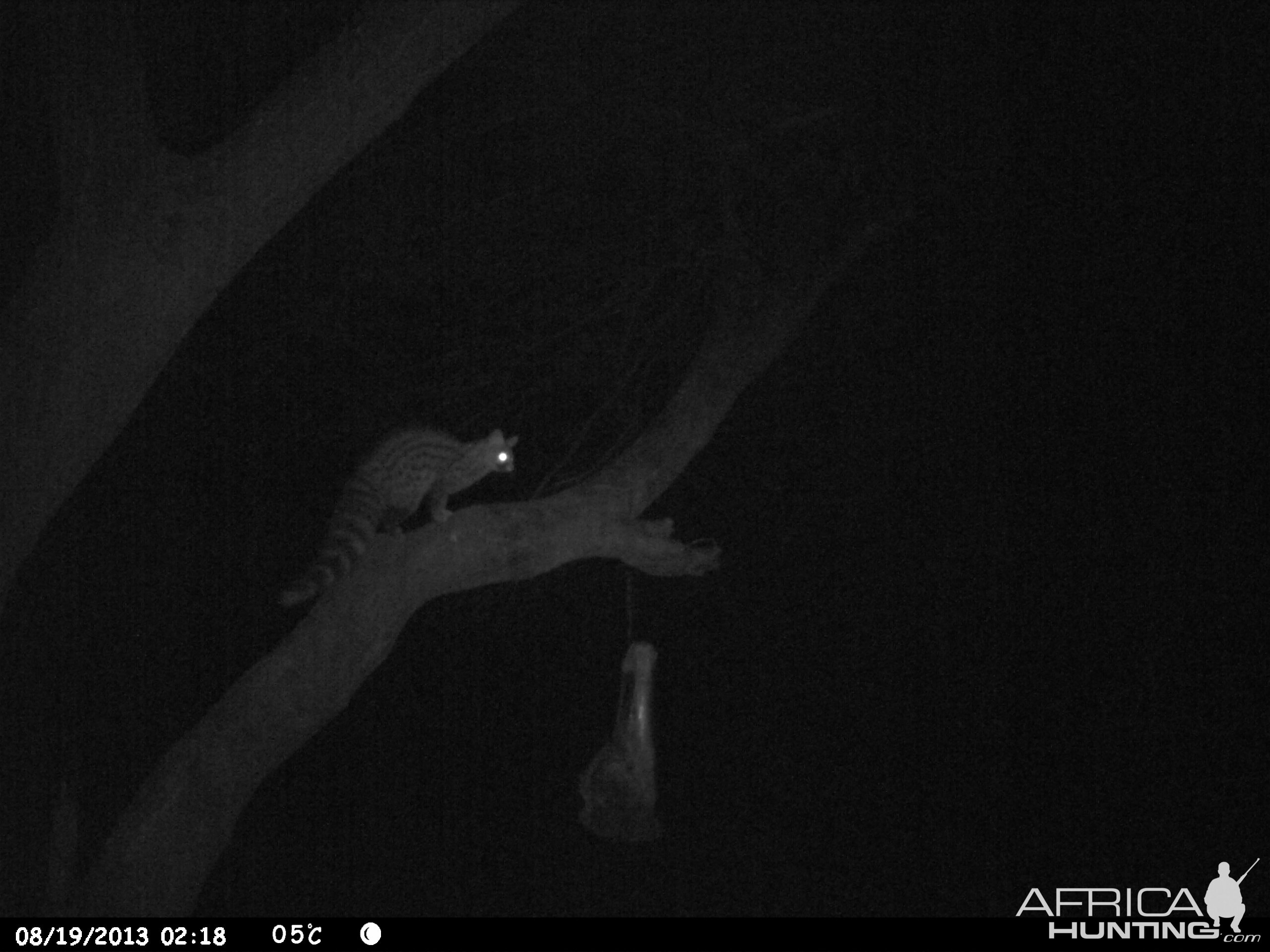 Genet Cat Trail Camera