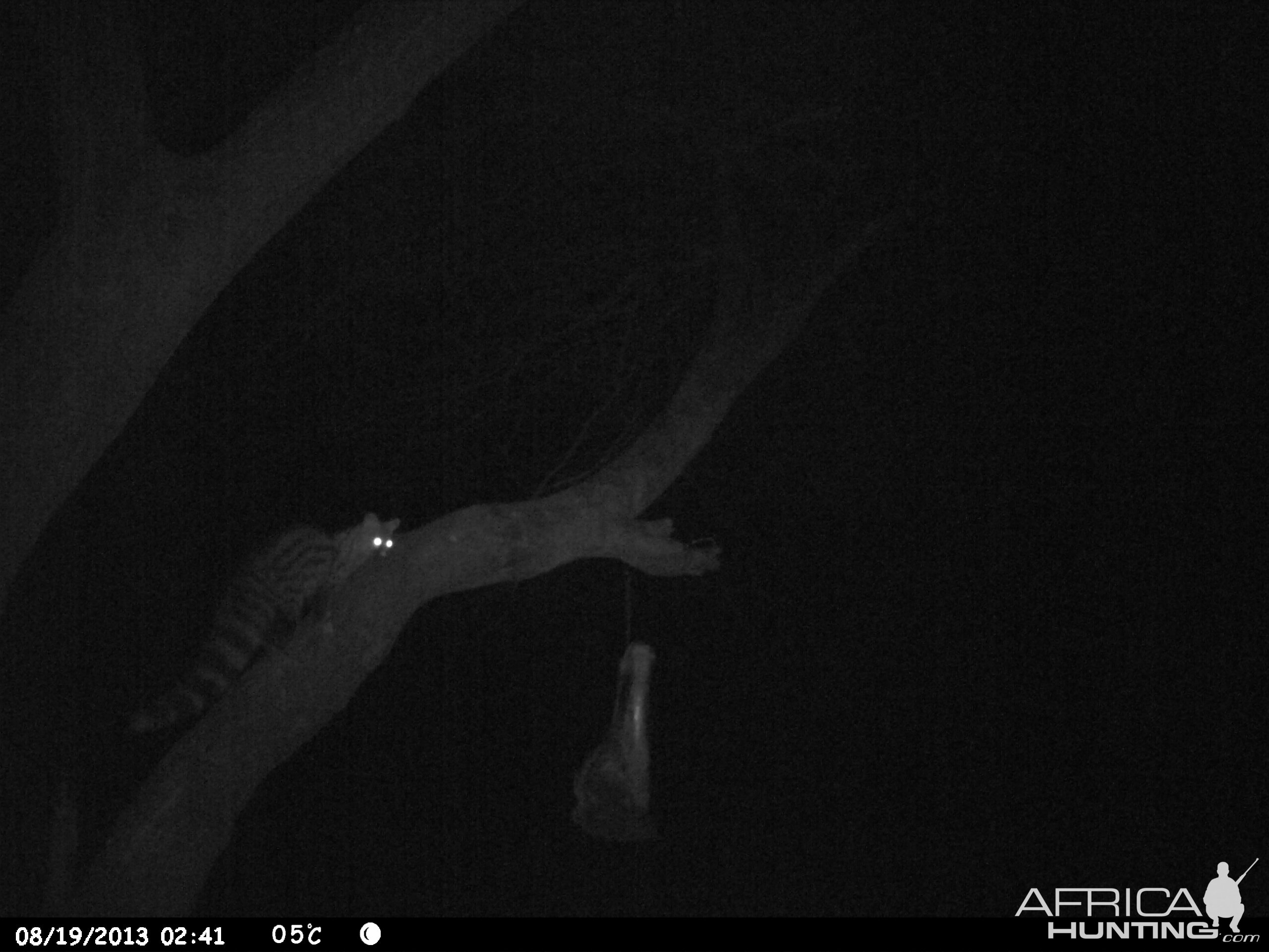 Genet Cat Trail Camera