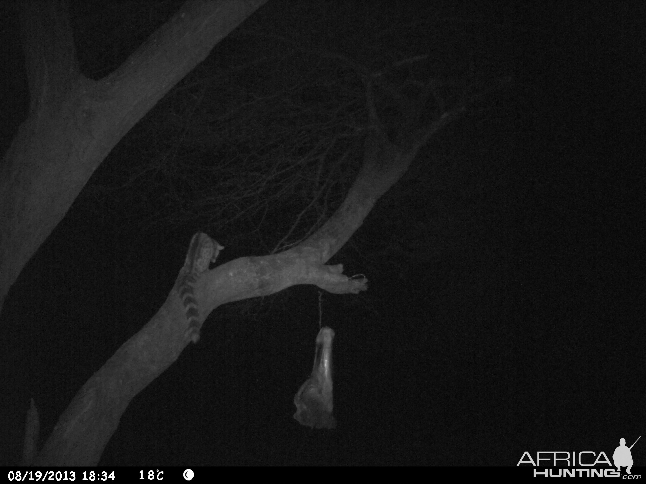 Genet Cat Trail Camera