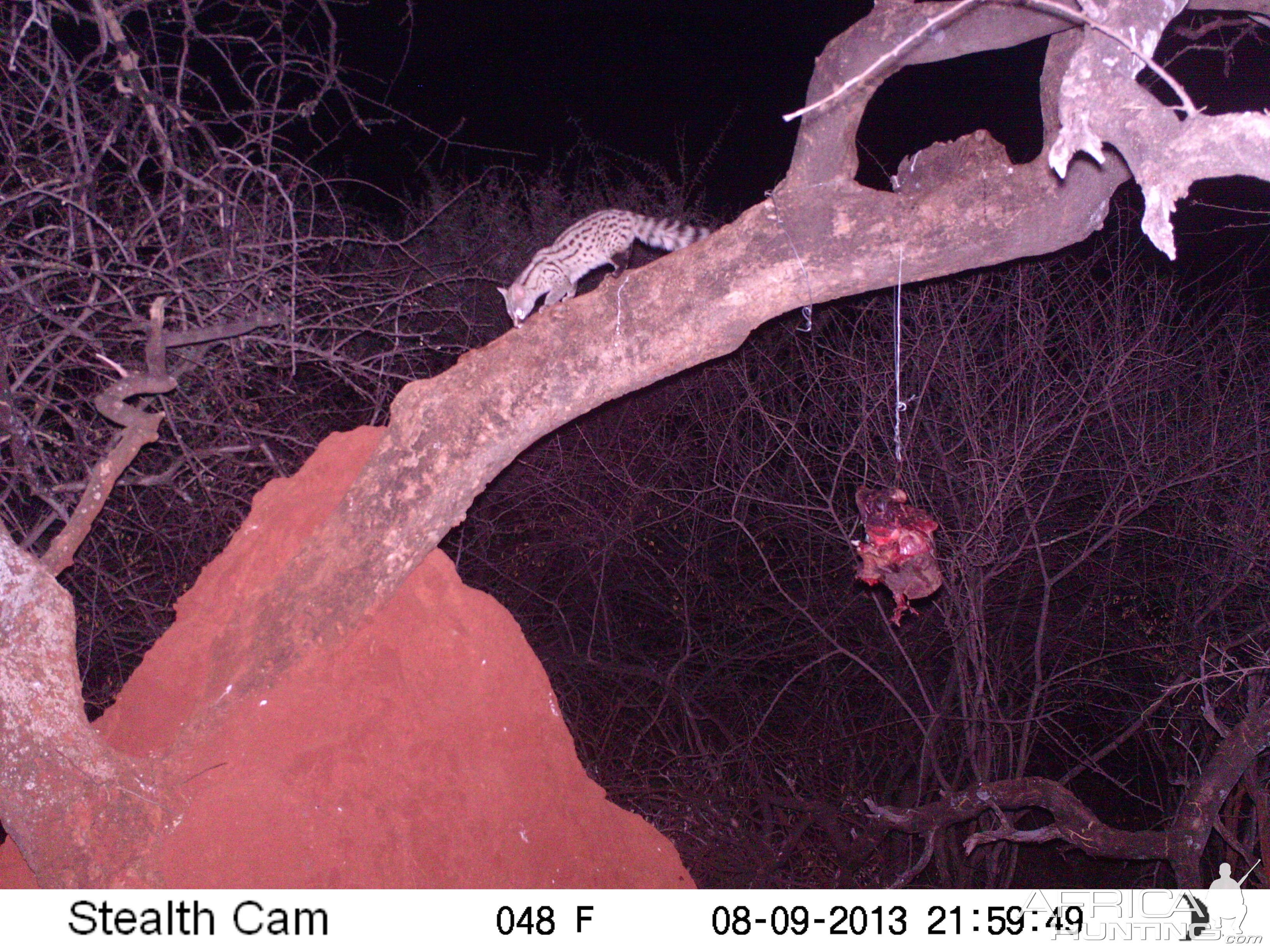 Genet Cat Trail Camera