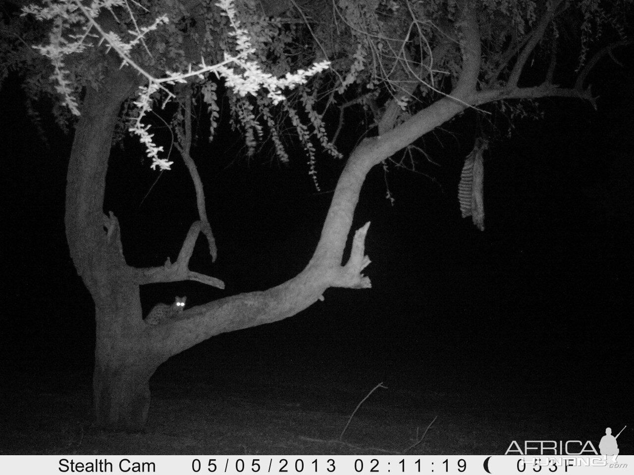 Genet Cat Trail Camera