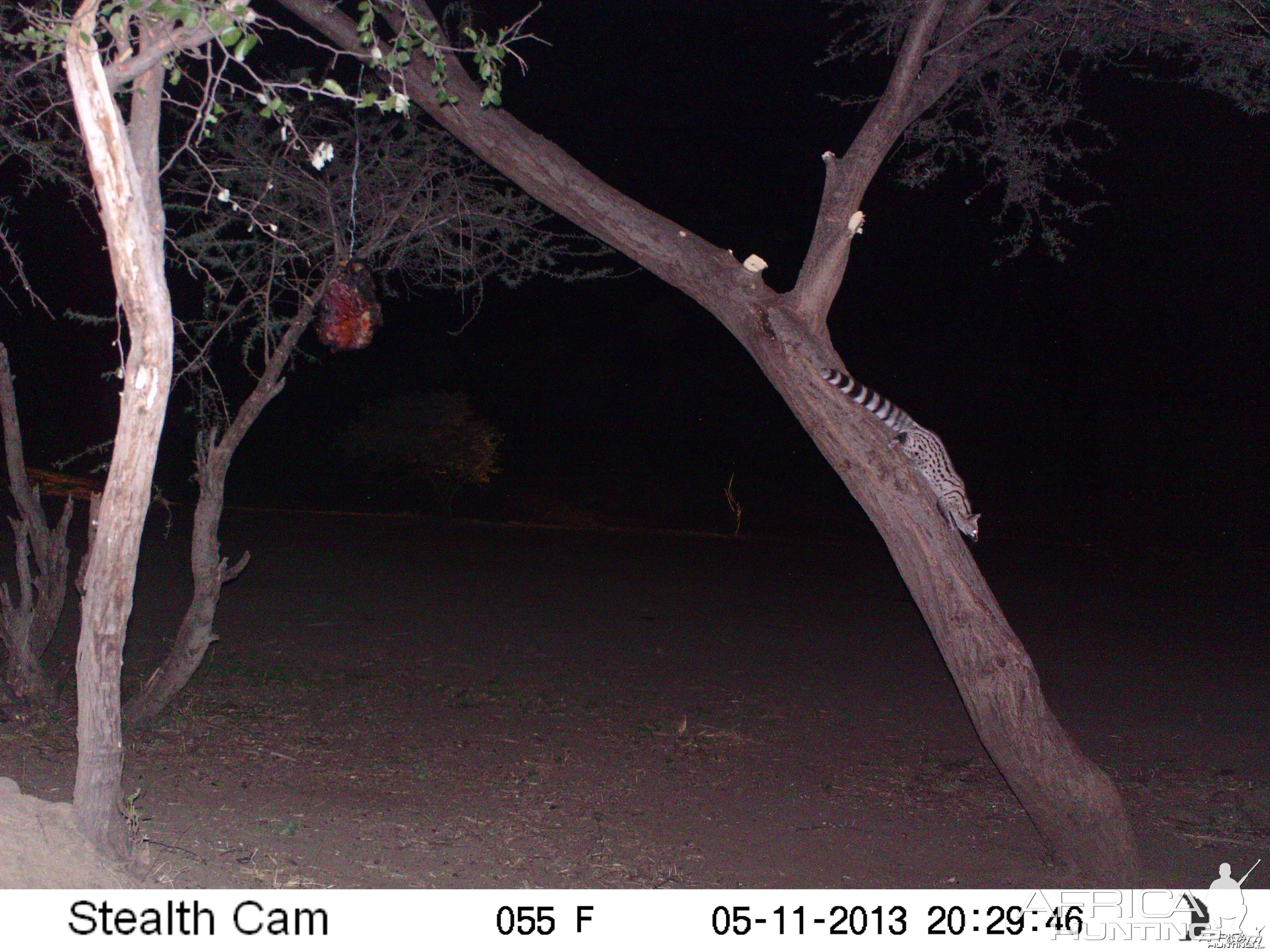 Genet Cat Trail Camera