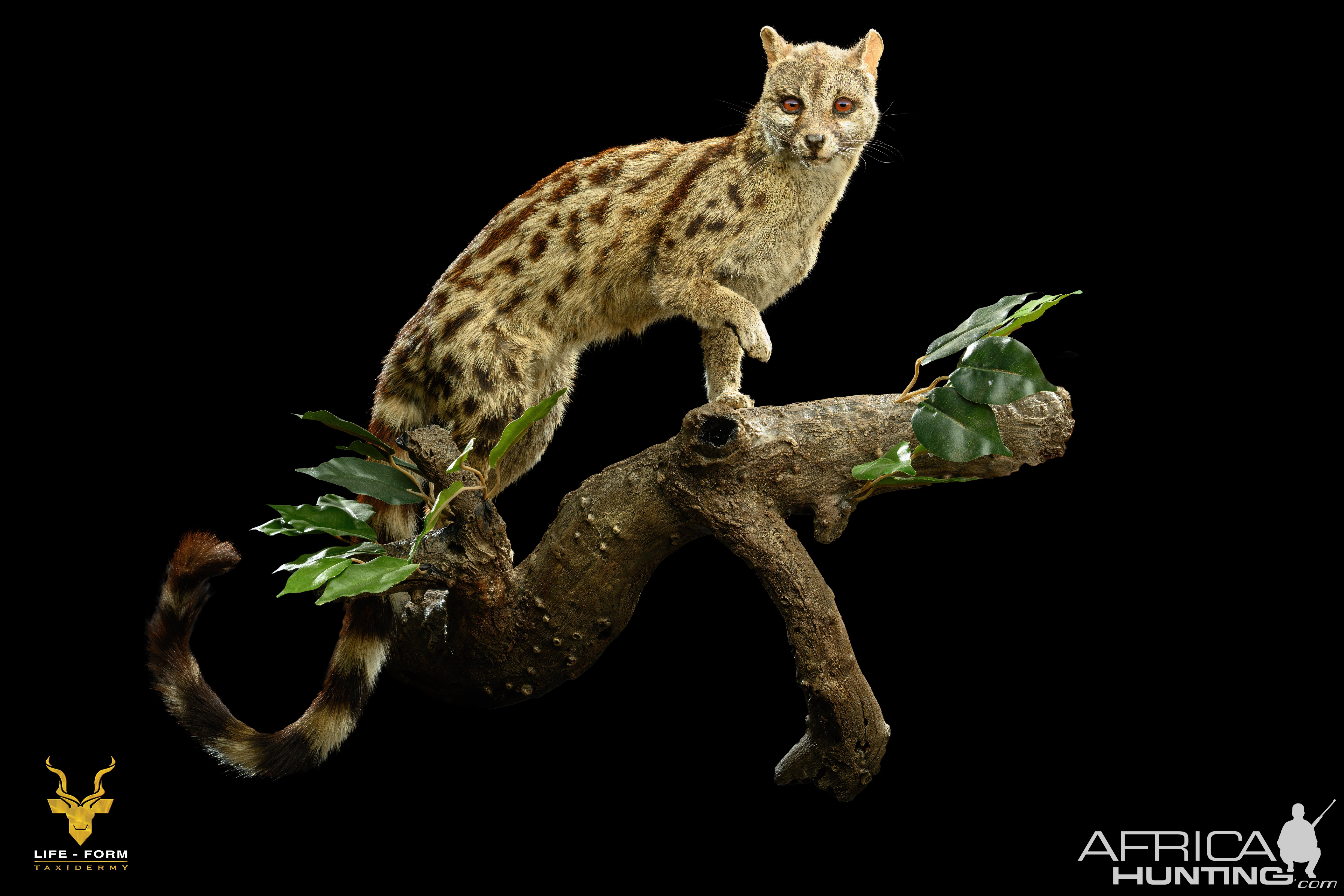 Genet Fullmount Taxidermy