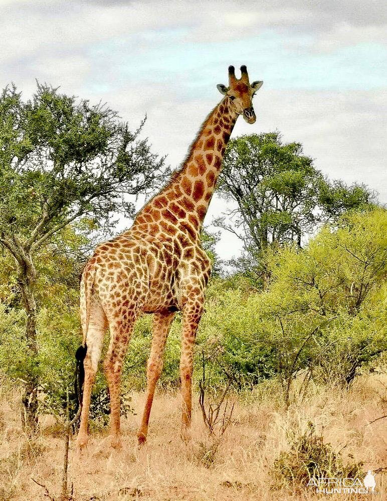 Gentle Giant. South Africa