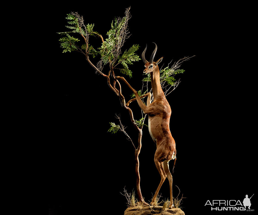 Gerenuk Full Mount Taxidermy