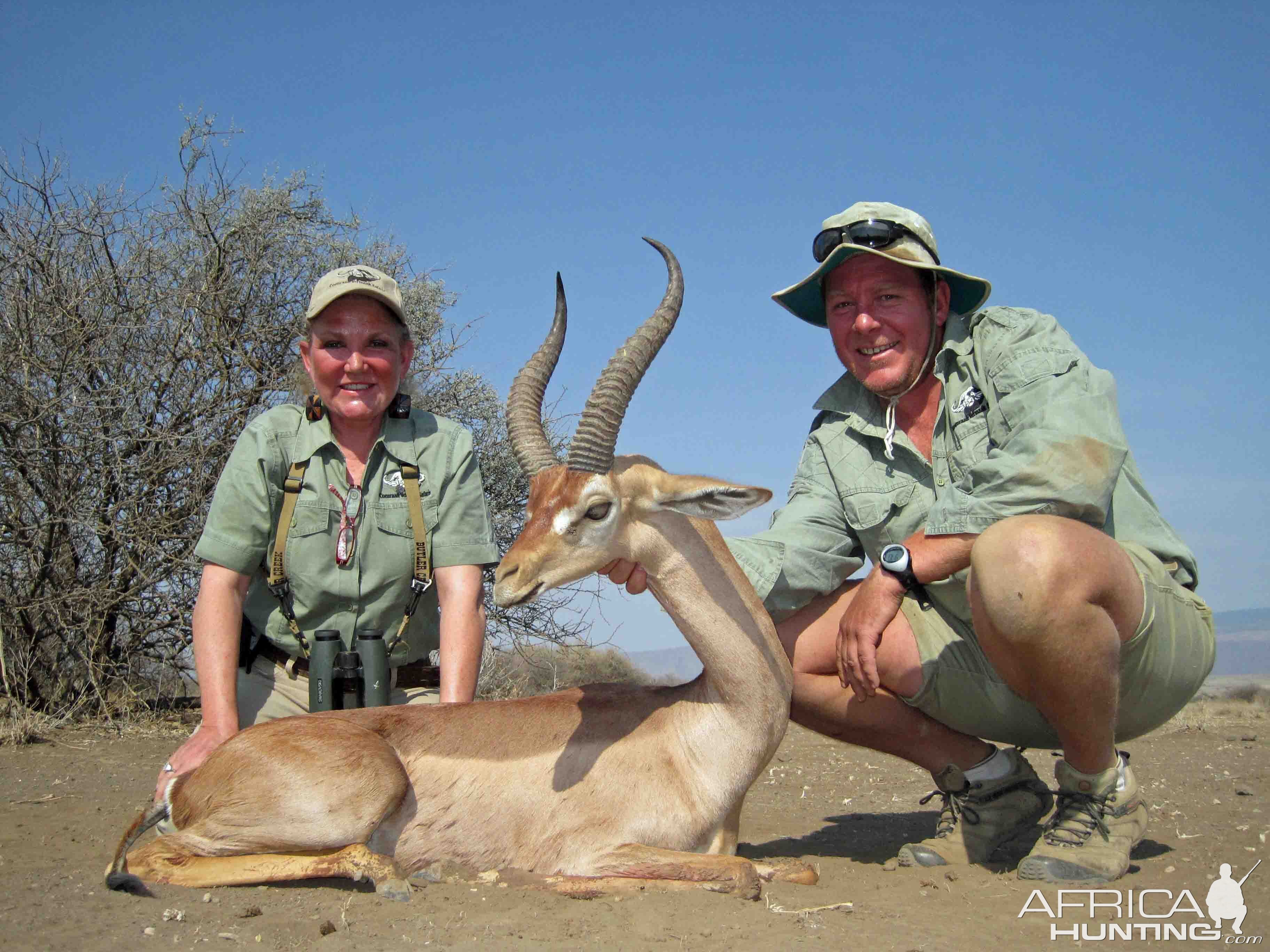 Gerenuk