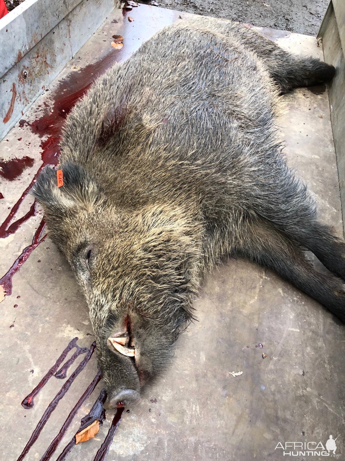 Germany Driven Hunt Boar