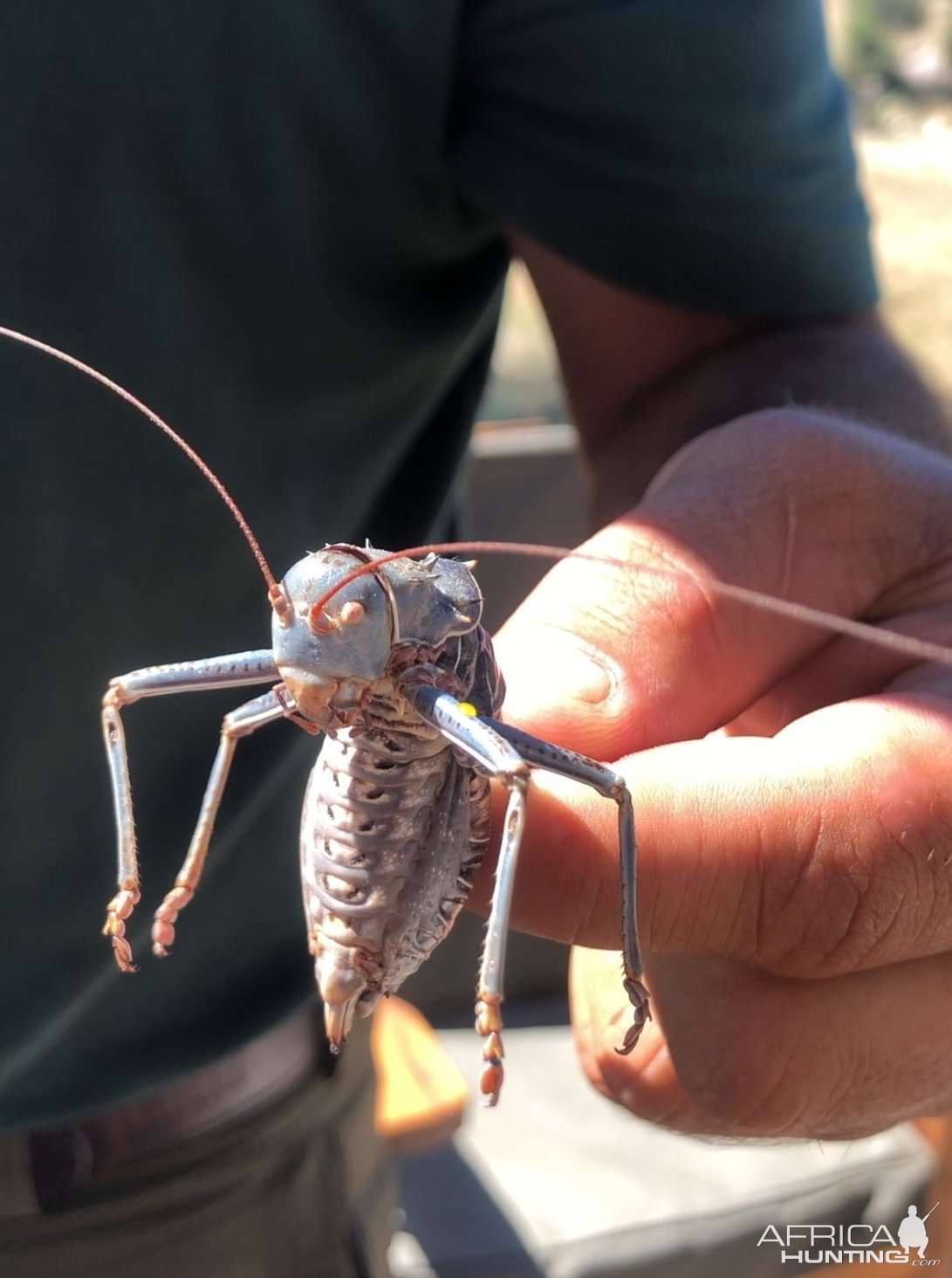 Giant Cricket Khomas Hochland Namibia April 2024