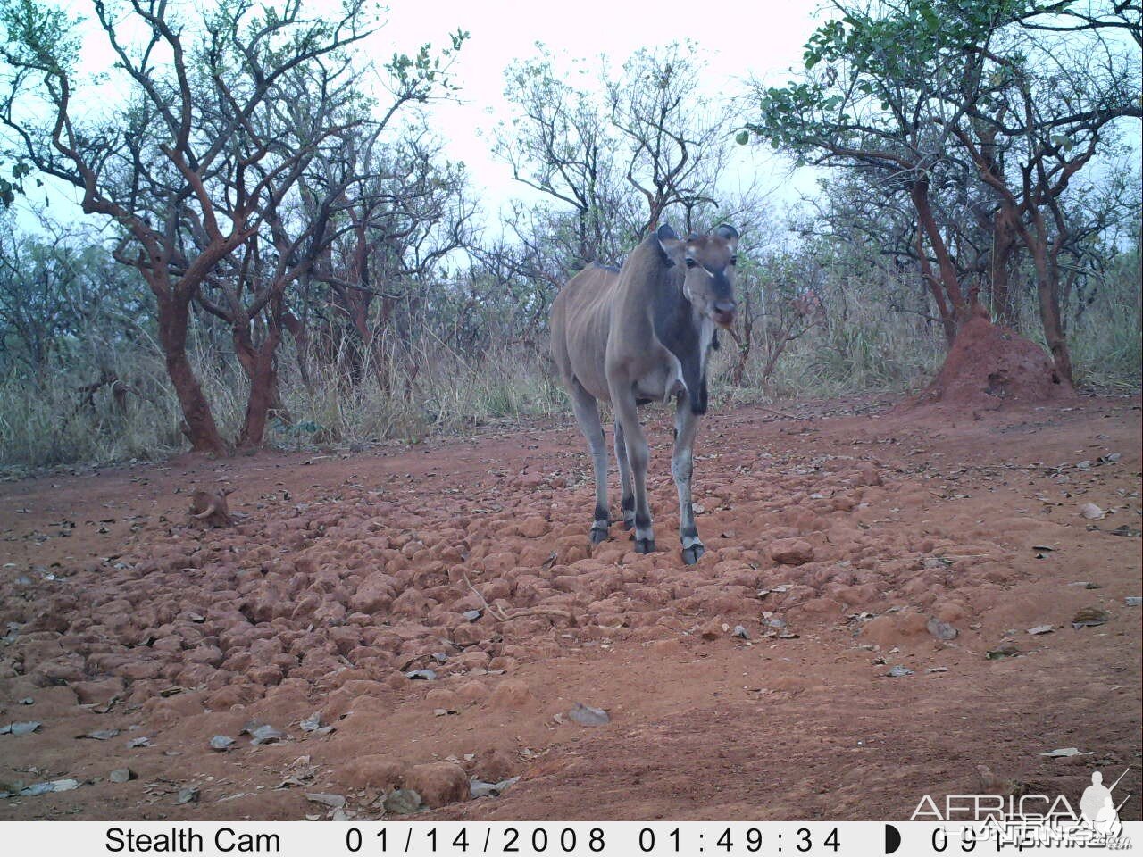 Giant Eland on Trail Camera