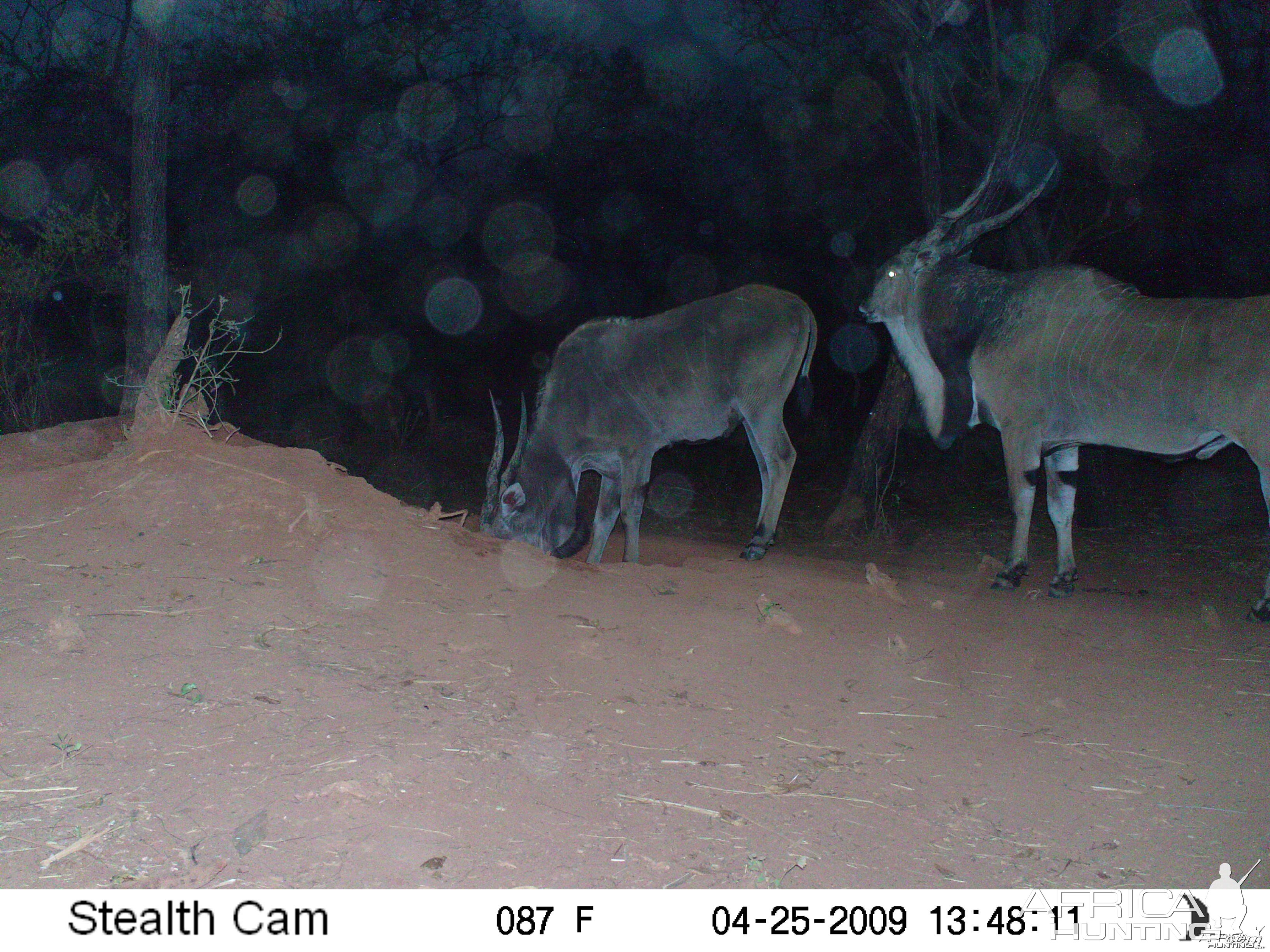 Giant Eland on Trail Camera