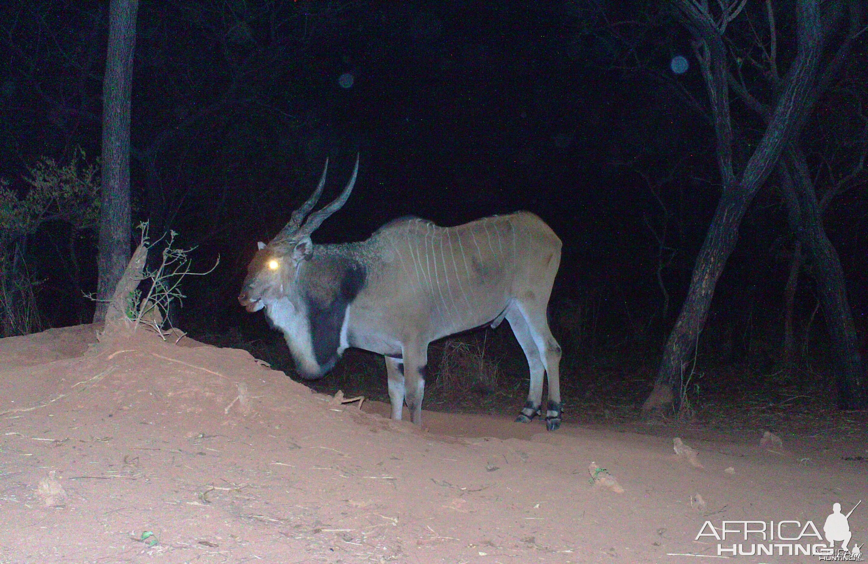 Giant Eland on Trail Camera