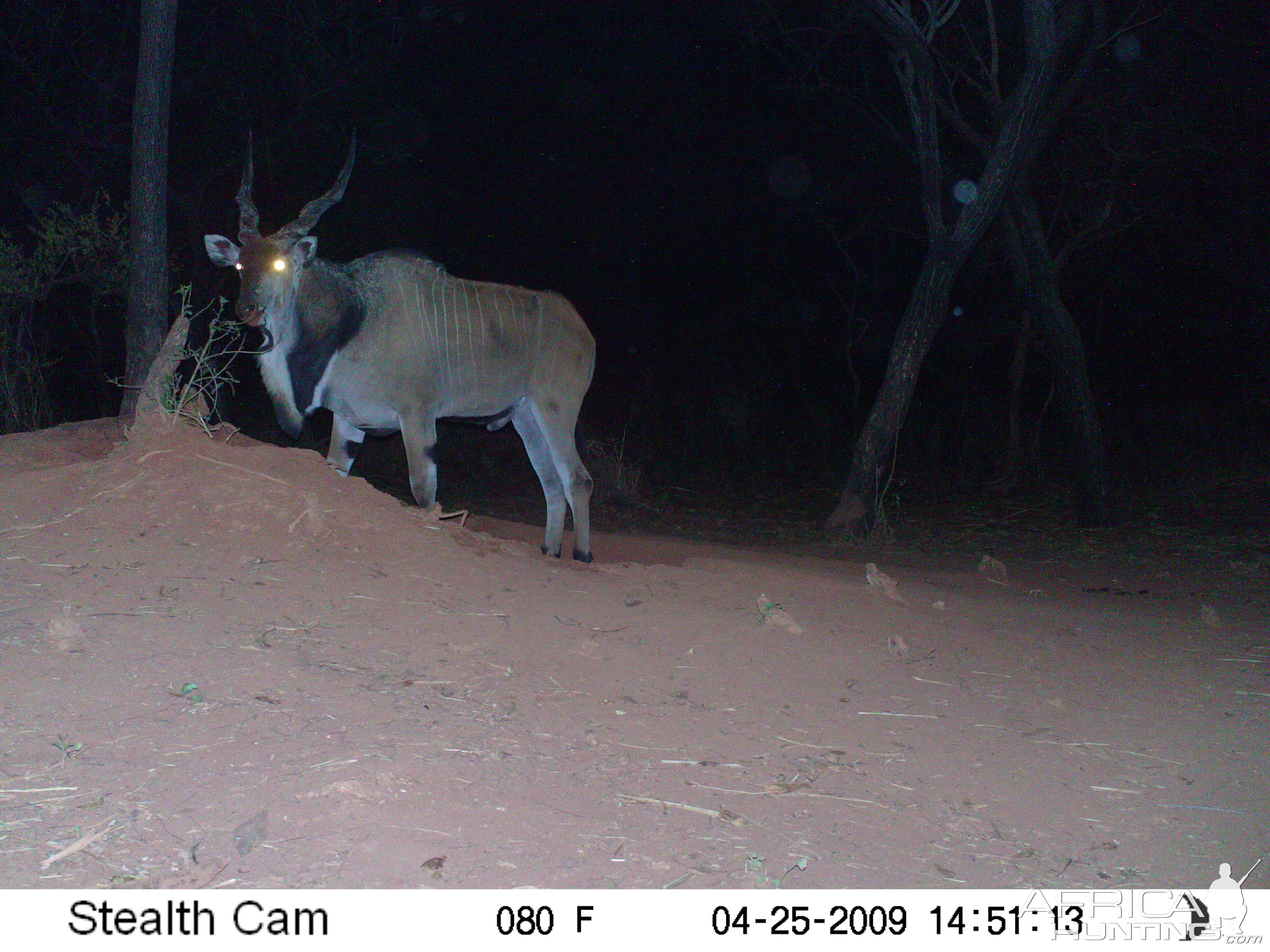 Giant Eland on Trail Camera