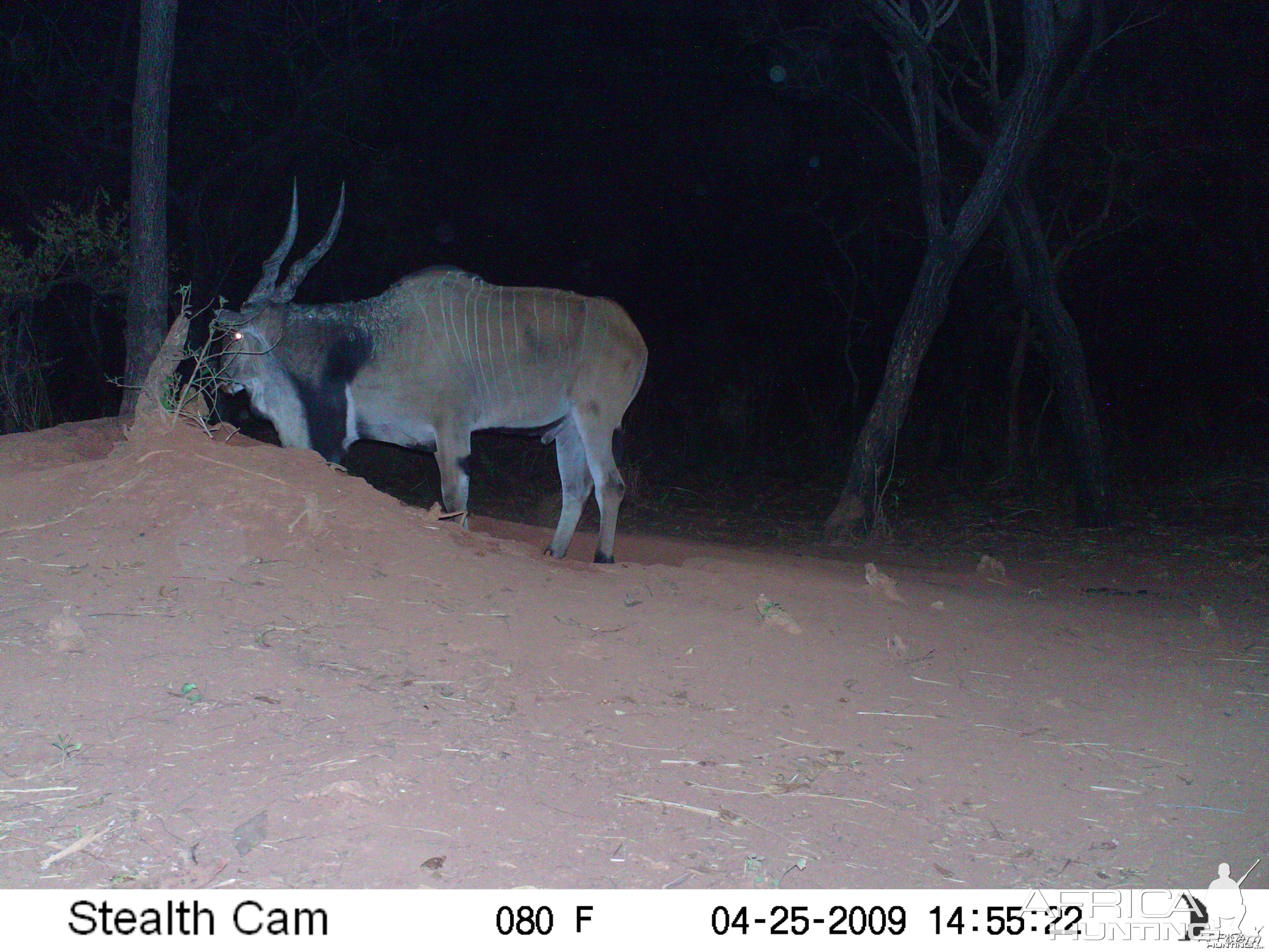 Giant Eland on Trail Camera