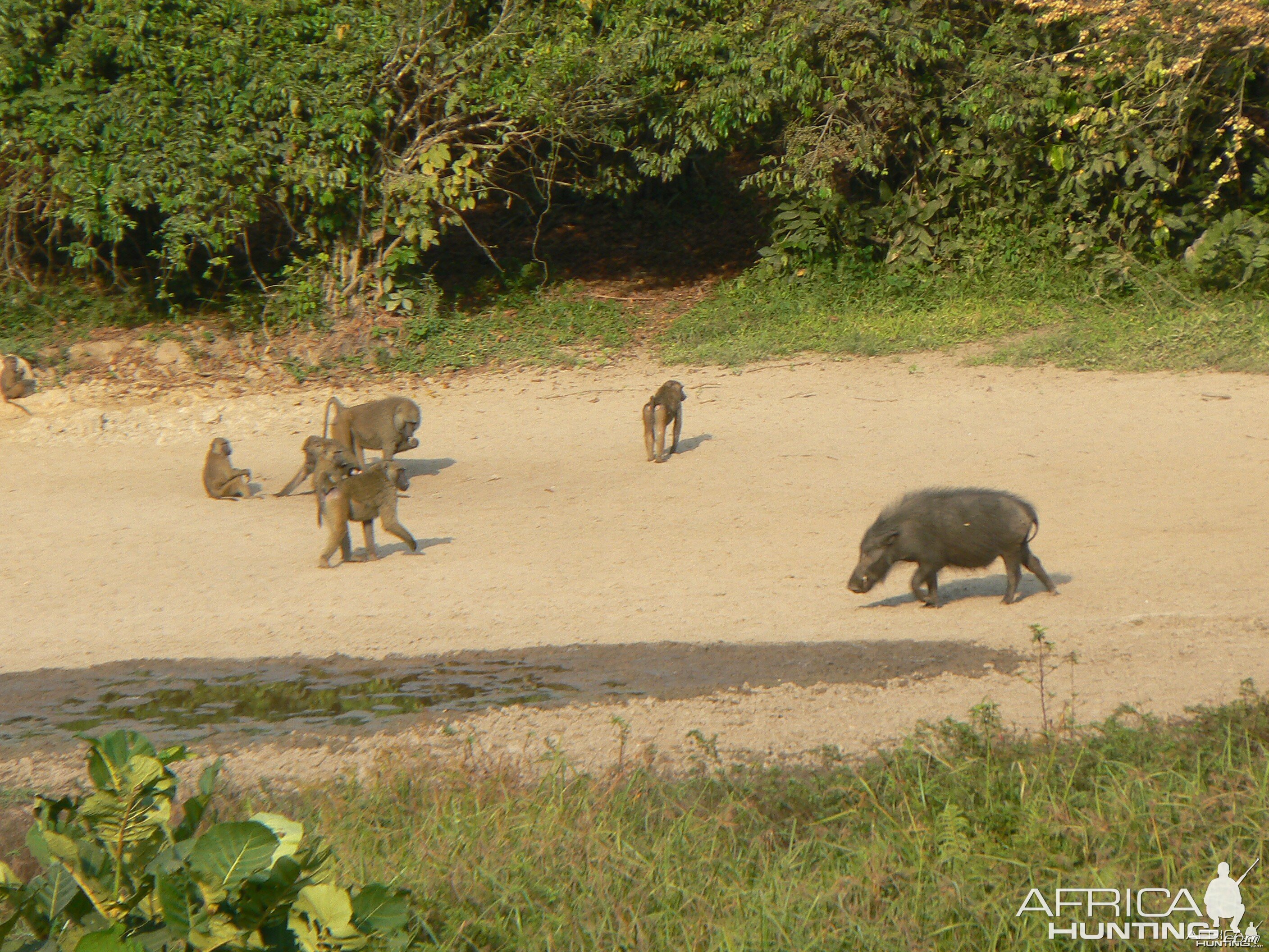 Giant Forest Hog and Baboon Central African Republic