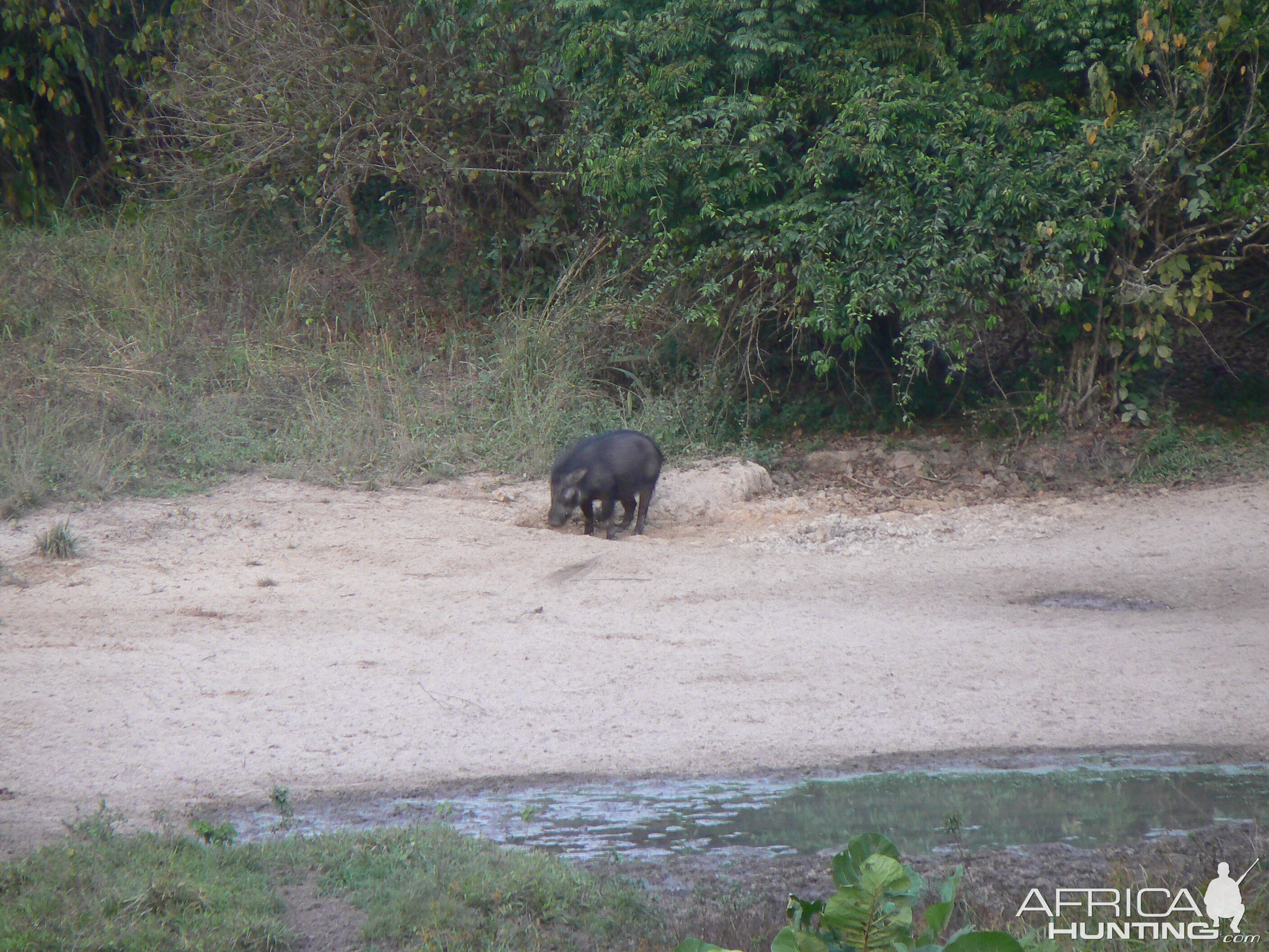 Giant Forest Hog Central African Republic