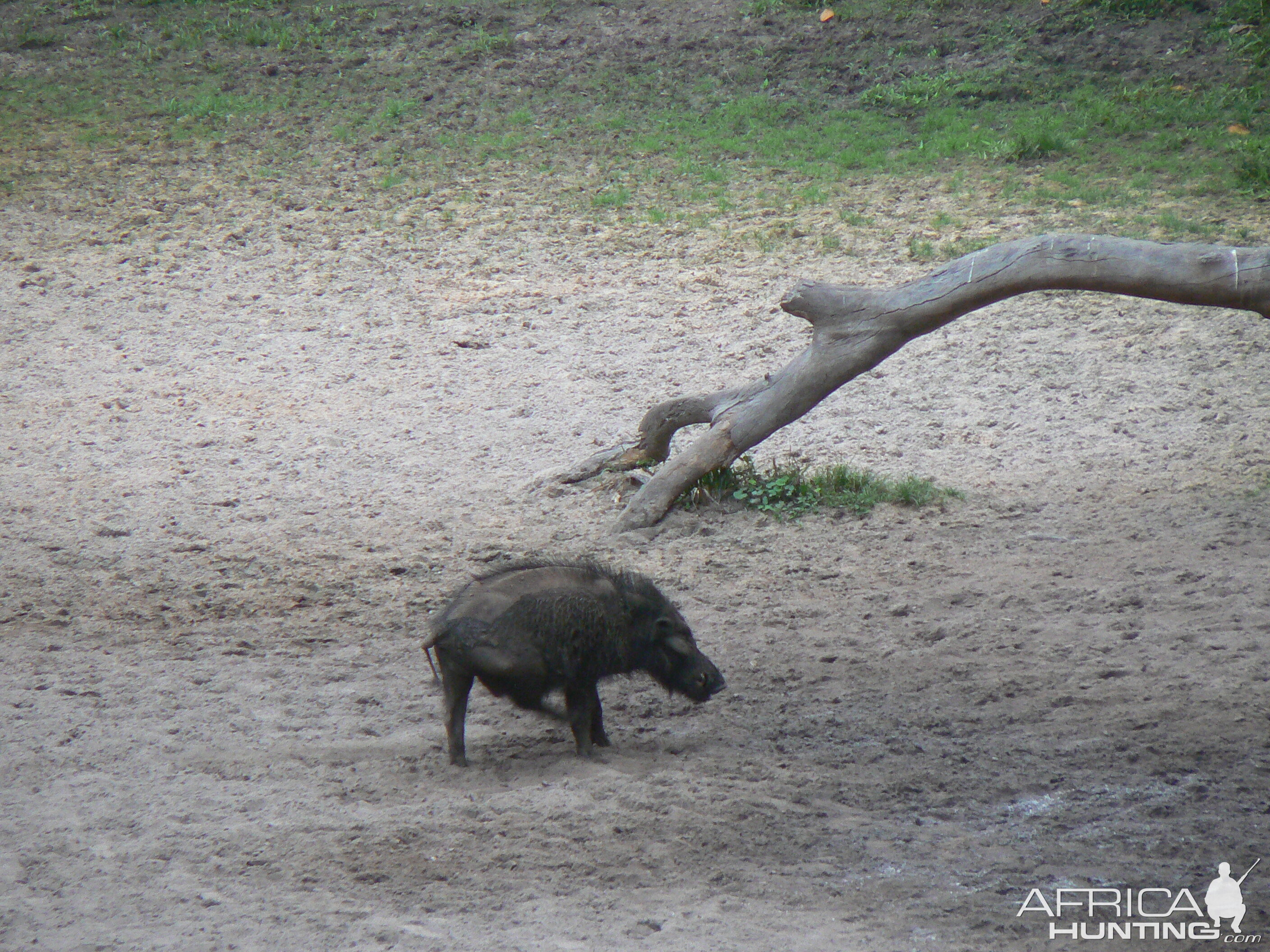 Giant Forest Hog Central African Republic