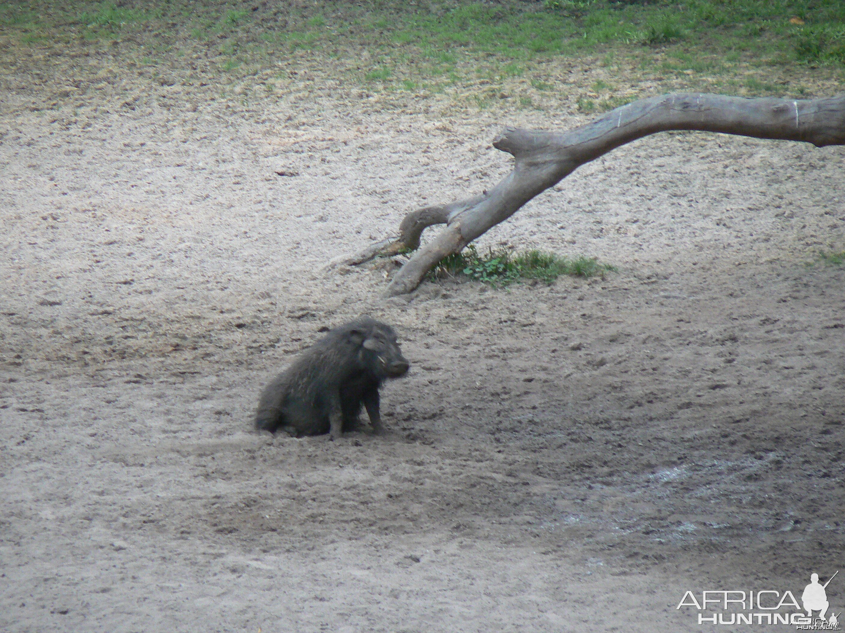 Giant Forest Hog Central African Republic