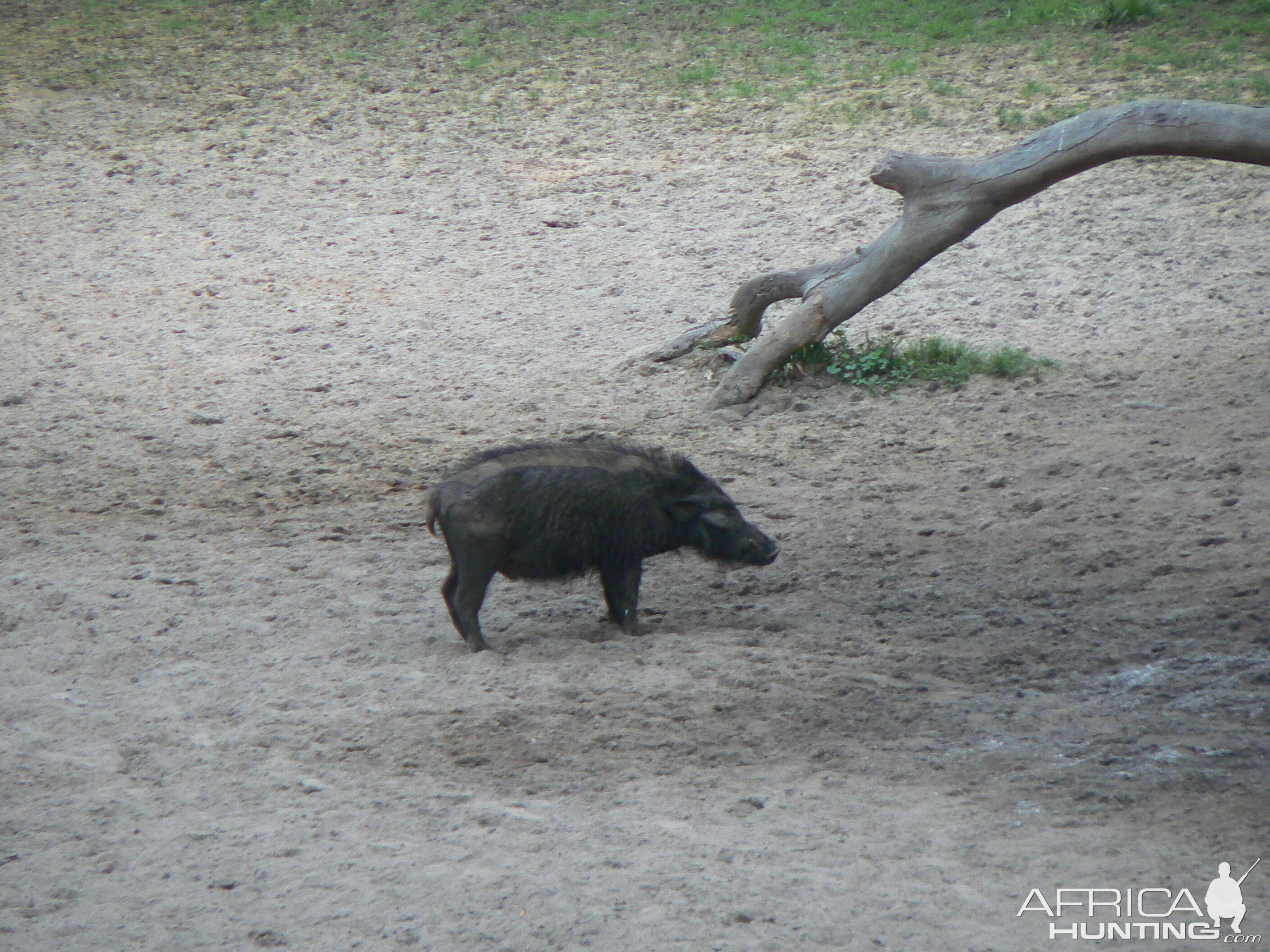 Giant Forest Hog Central African Republic