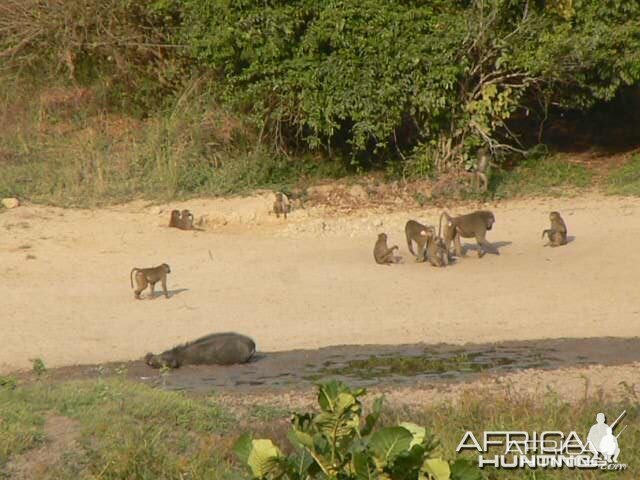 Giant Forest Hog Central African Republic