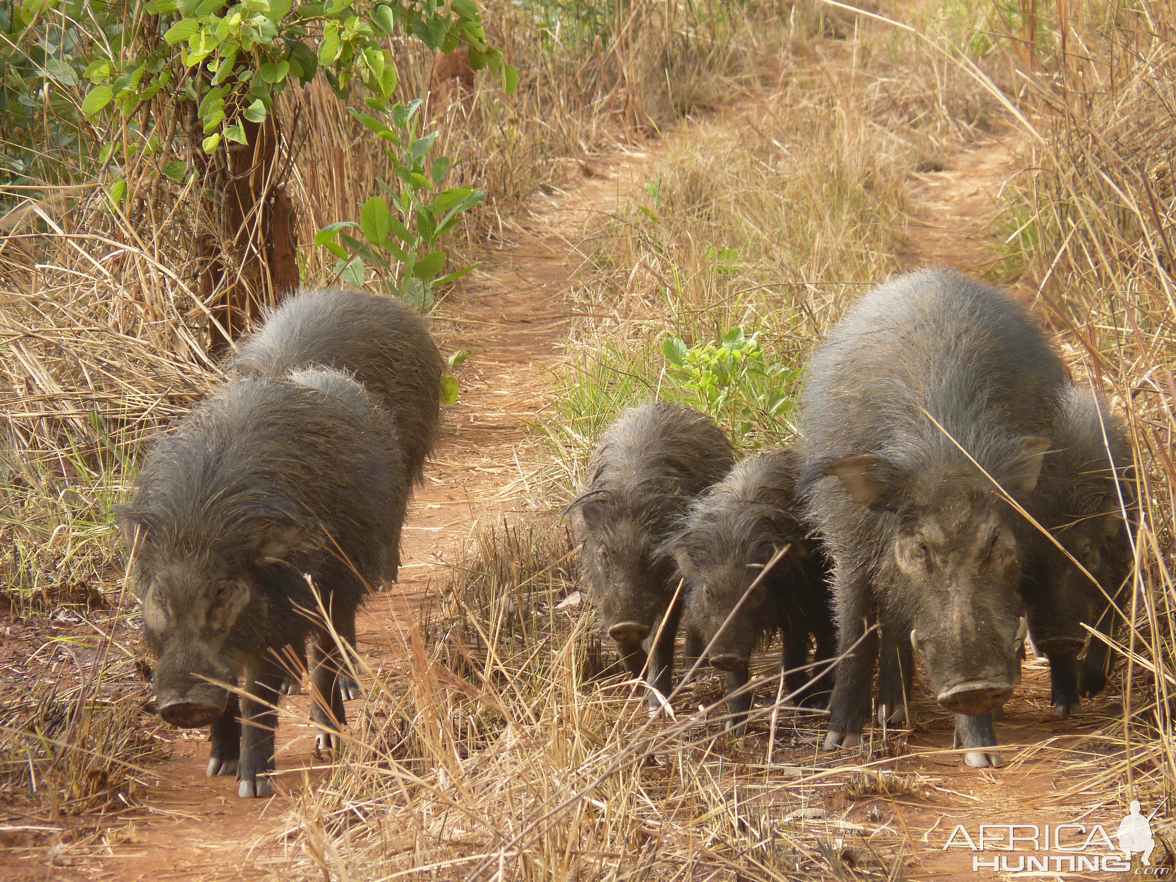 Giant Forest Hog family in CAR