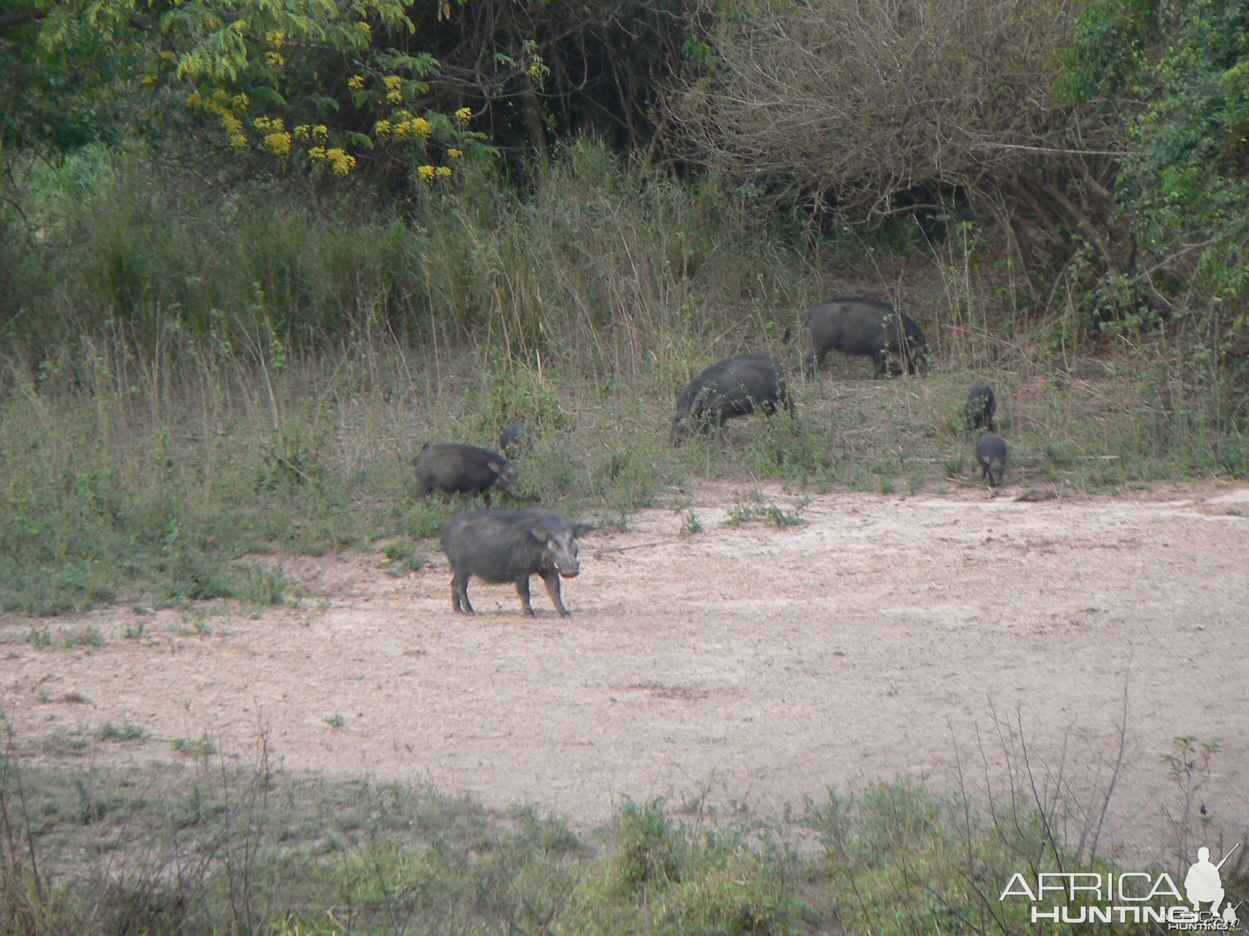 Giant forest Hog family in CAR