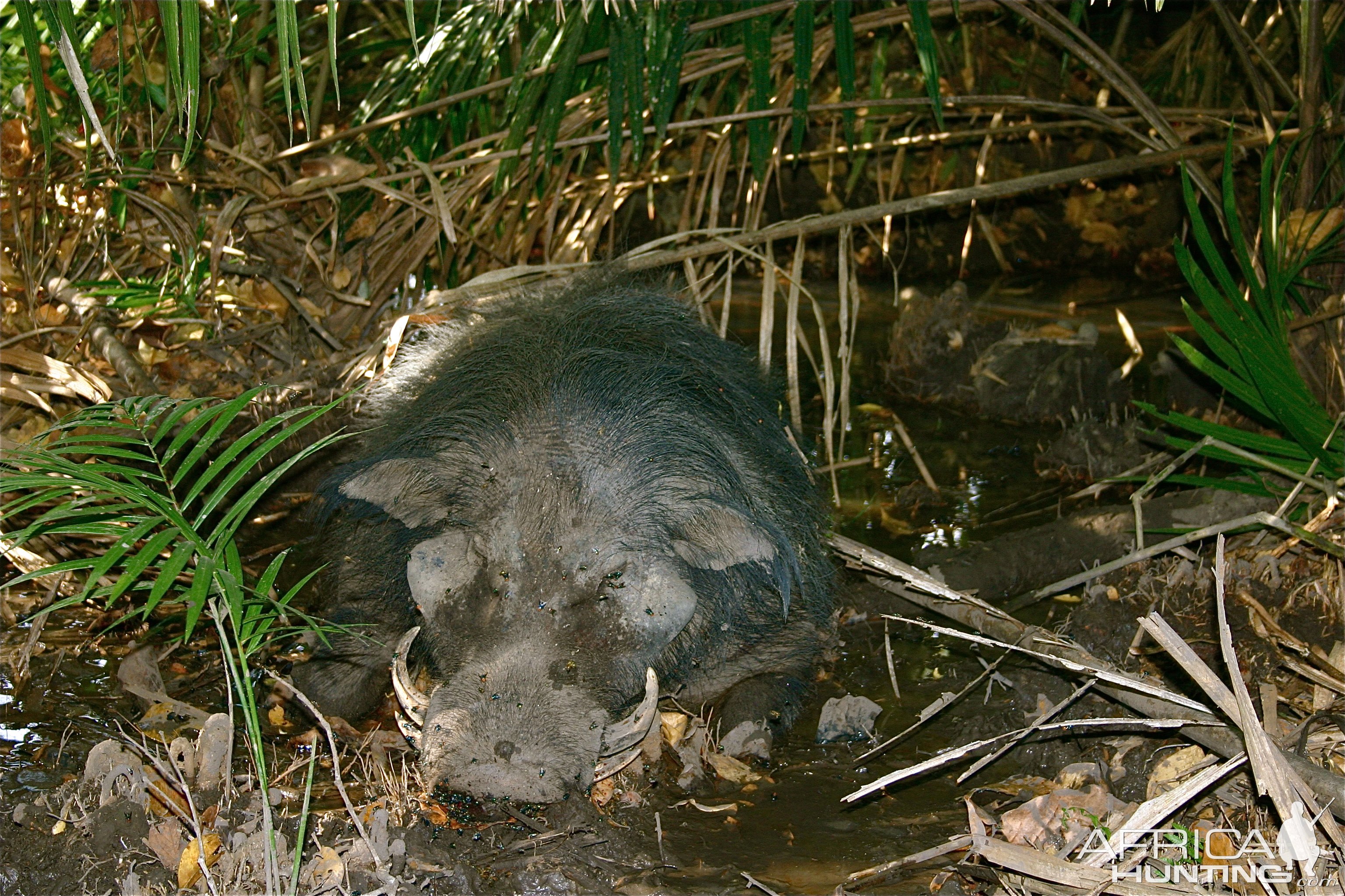 Giant Forest Hog Hunt Central African Republic