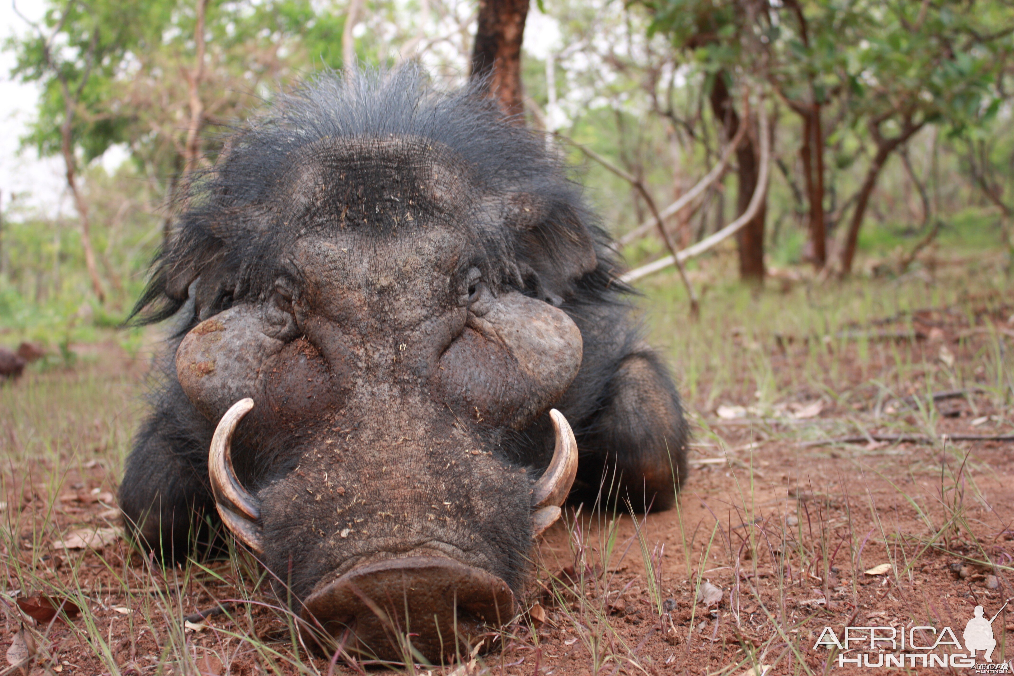 Giant Forest Hog hunted in CAR with CAWA