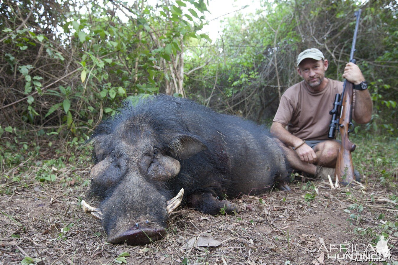 Giant Forest Hog hunted in CAR with CAWA