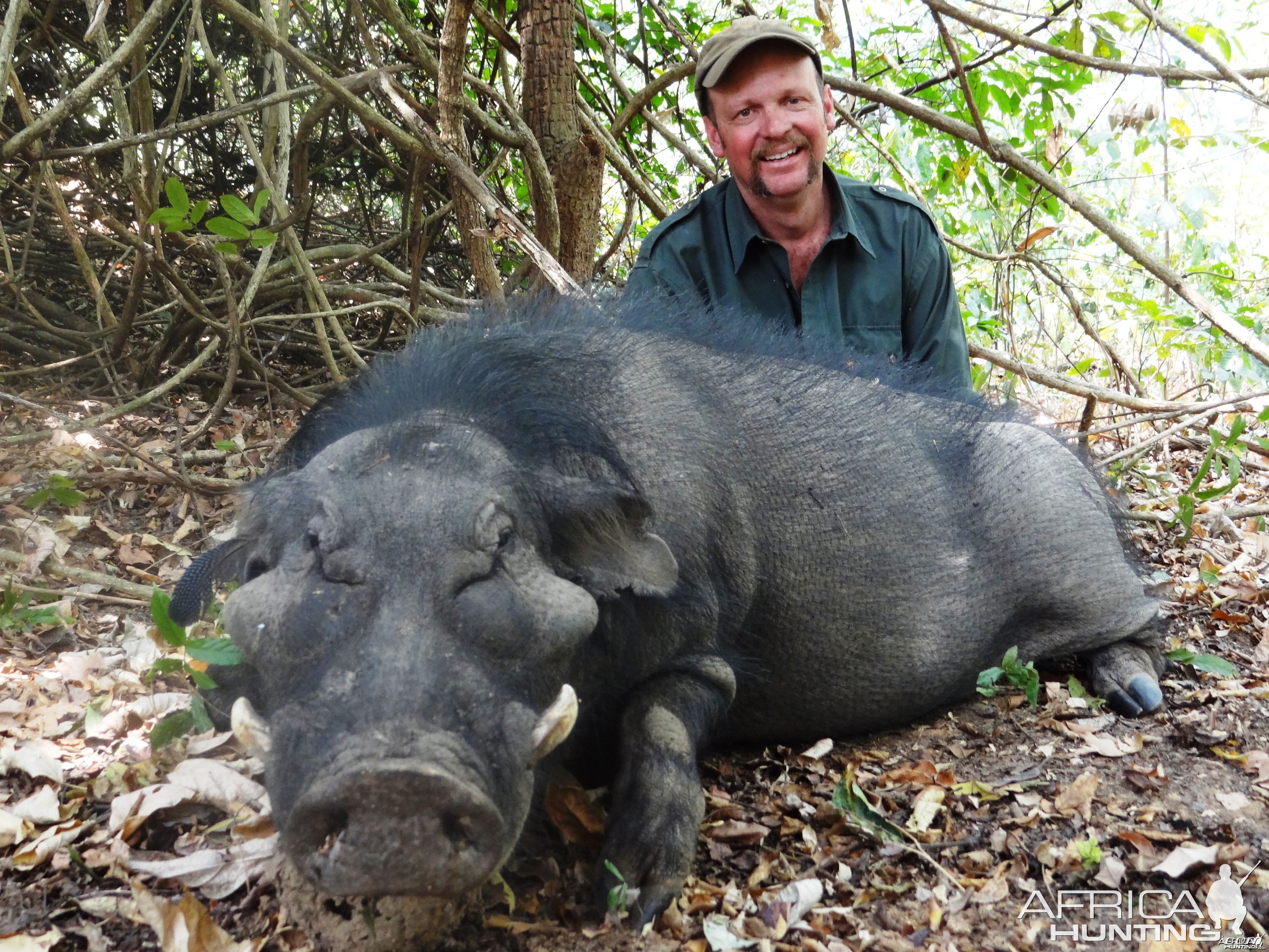 Giant Forest Hog hunted in CAR