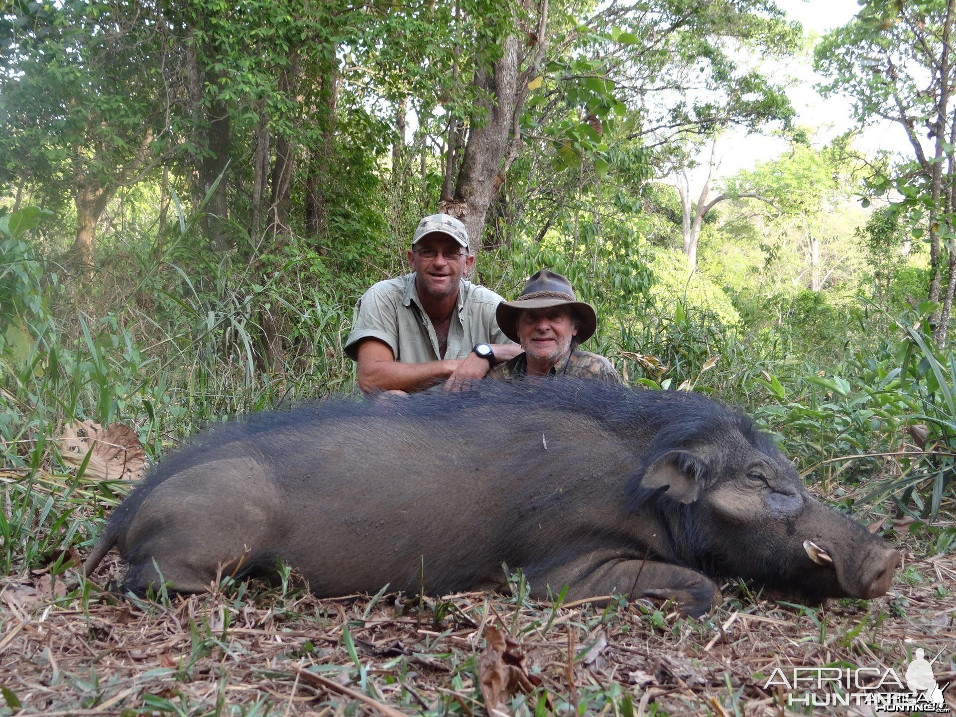 Giant Forest Hog hunted in CAR