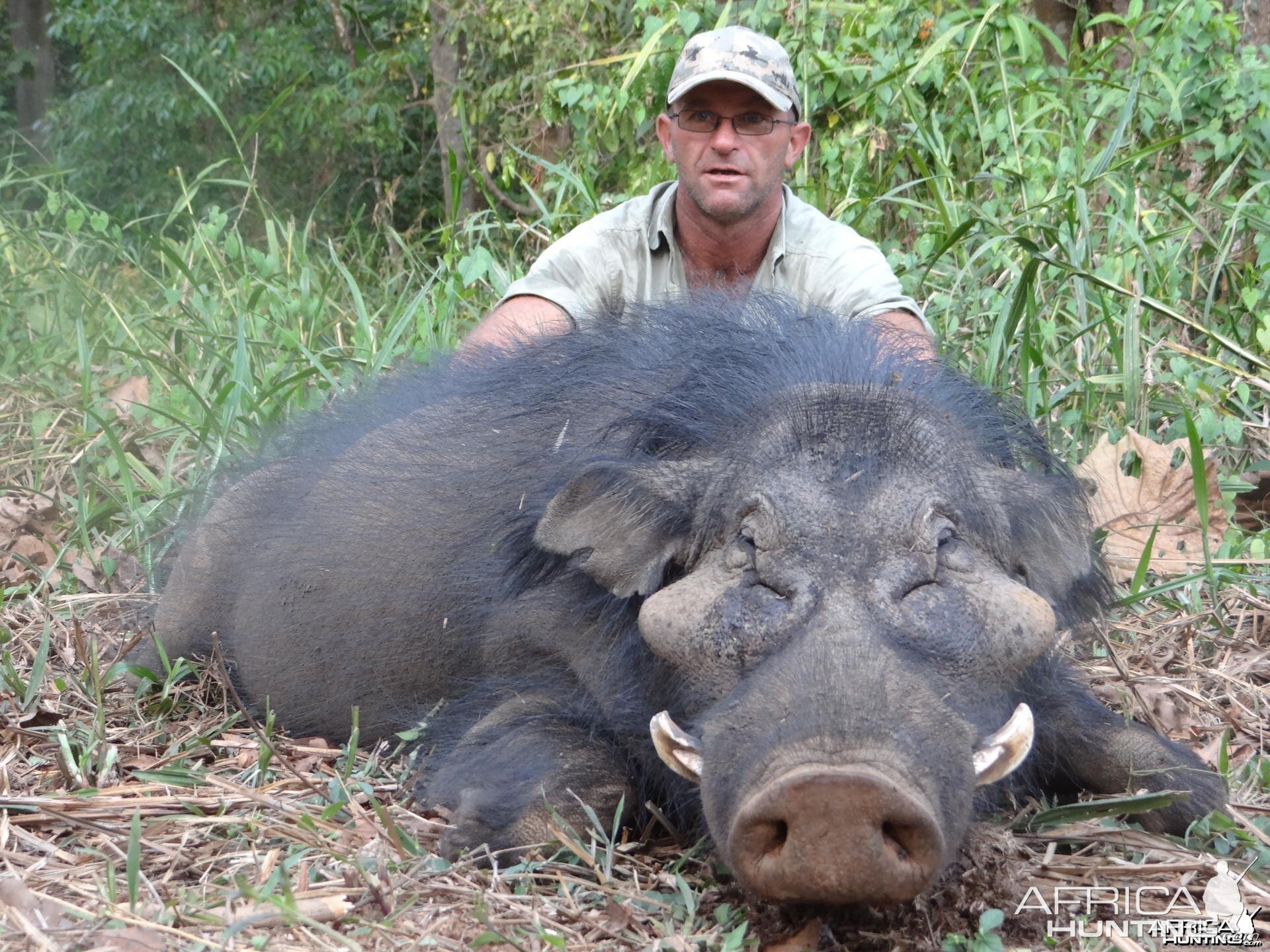 Giant Forest Hog hunted in CAR