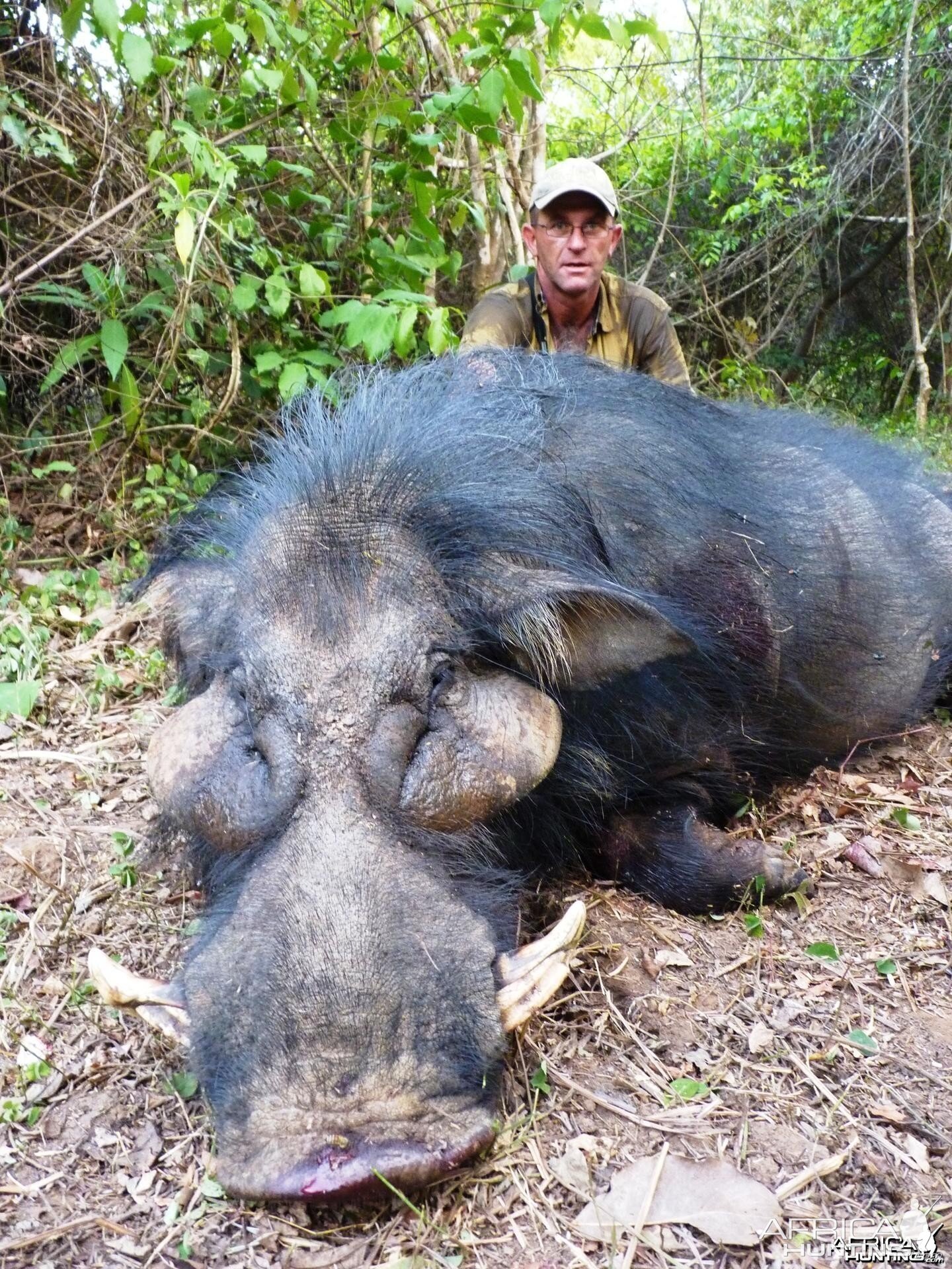 Giant Forest Hog hunted in CAR