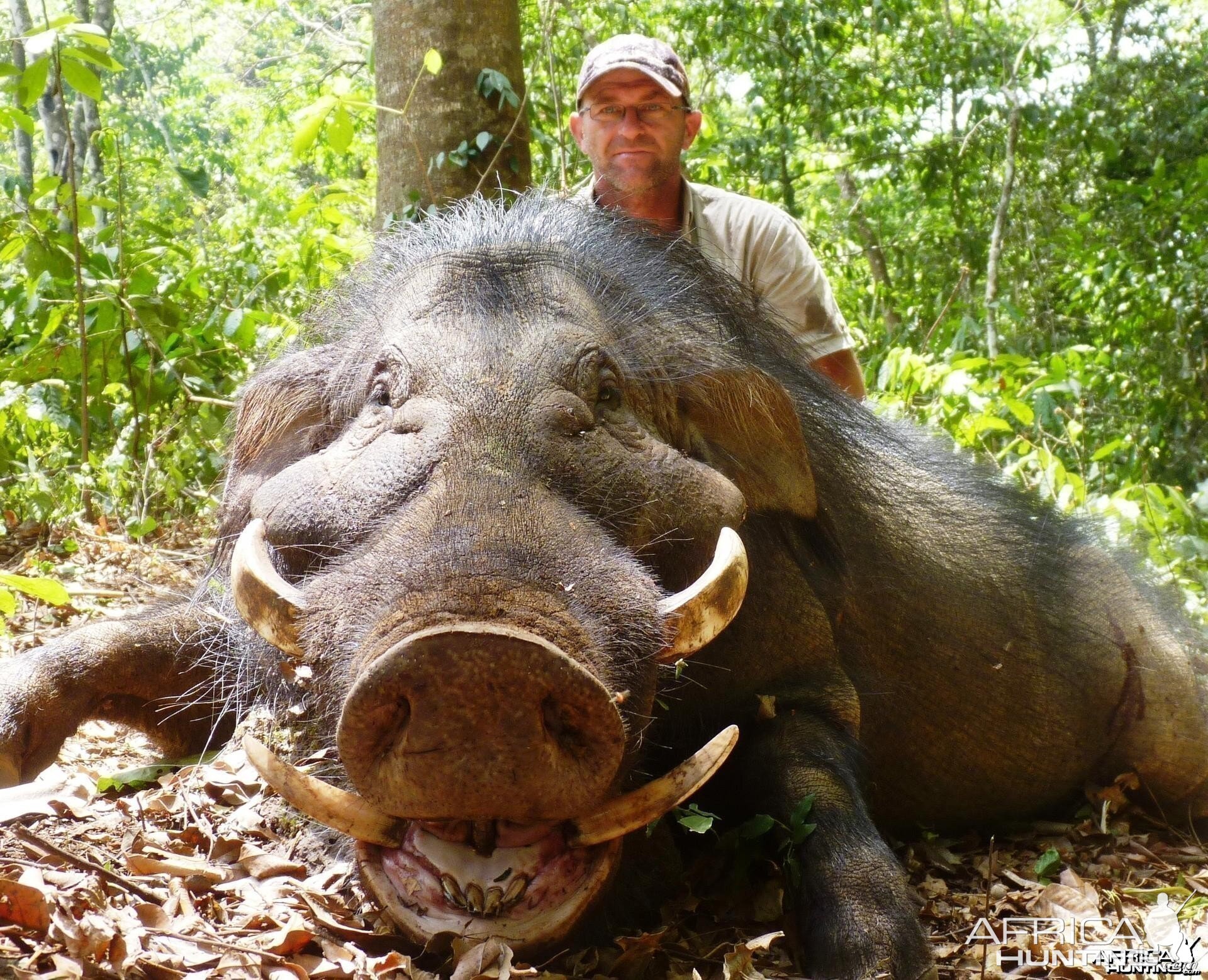 Giant Forest Hog hunted in CAR