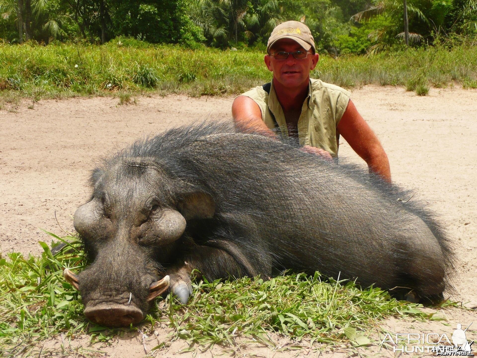 Giant Forest Hog hunted in CAR