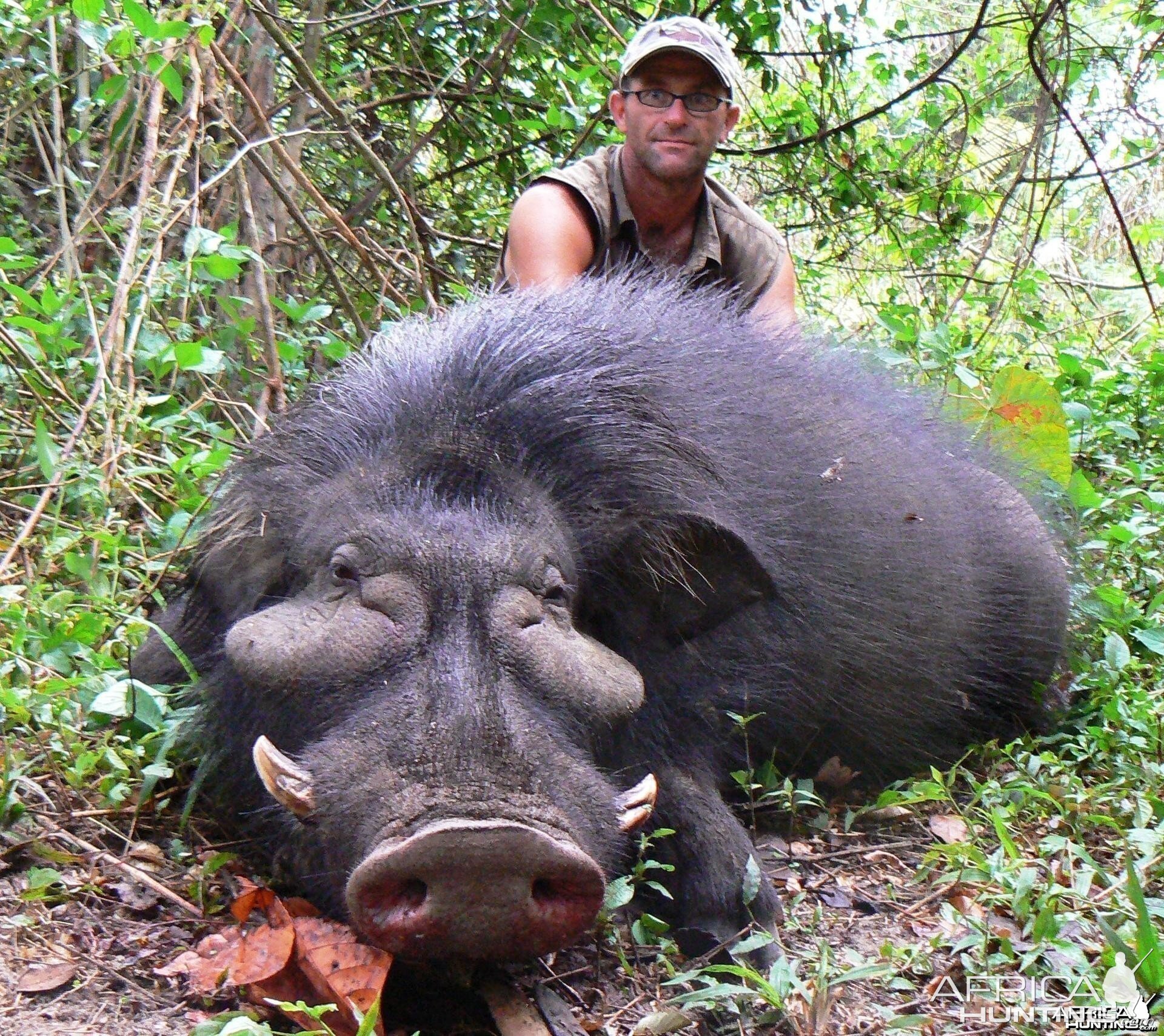 Giant Forest Hog hunted in CAR