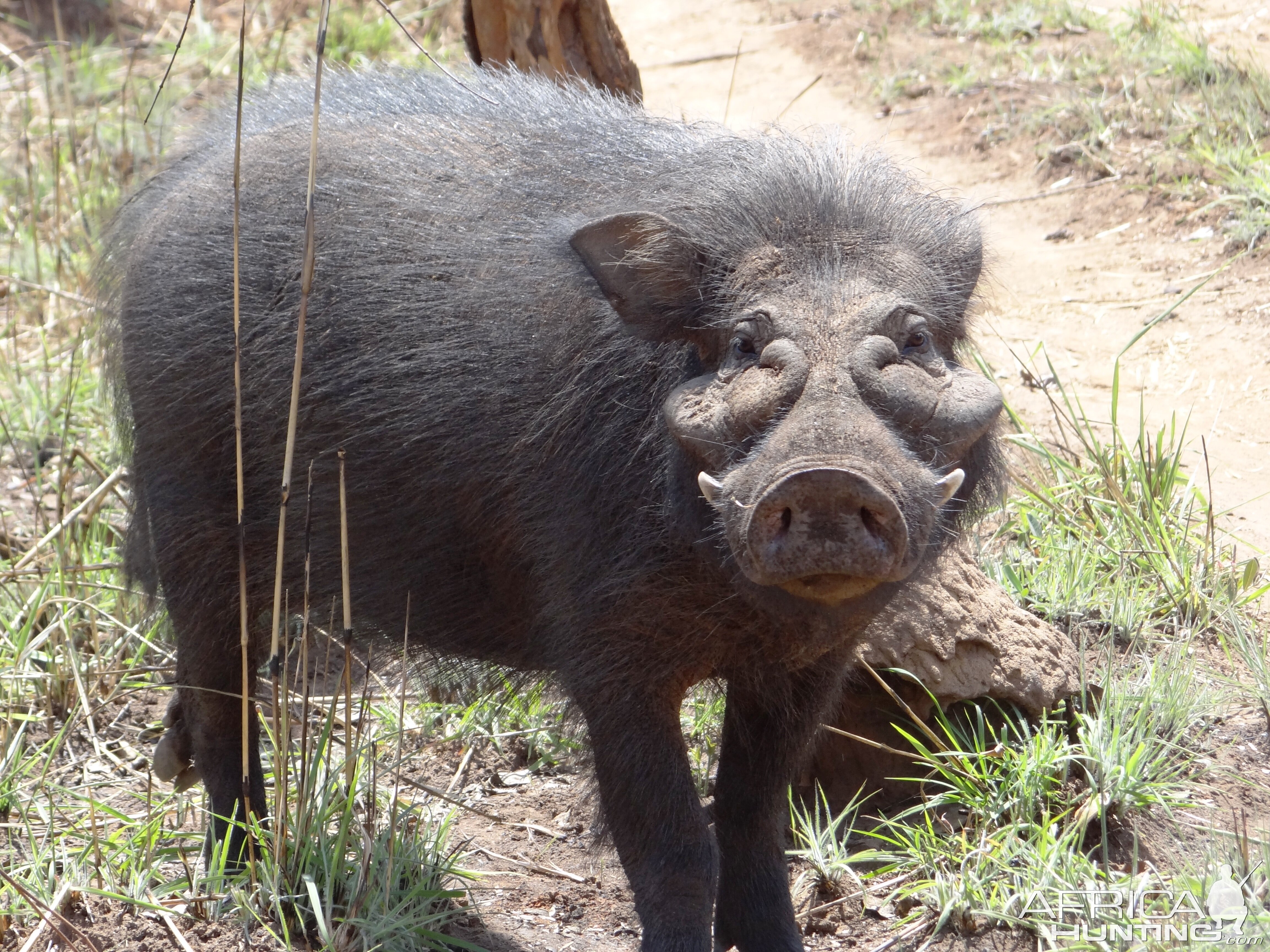 Giant Forest Hog in CAR