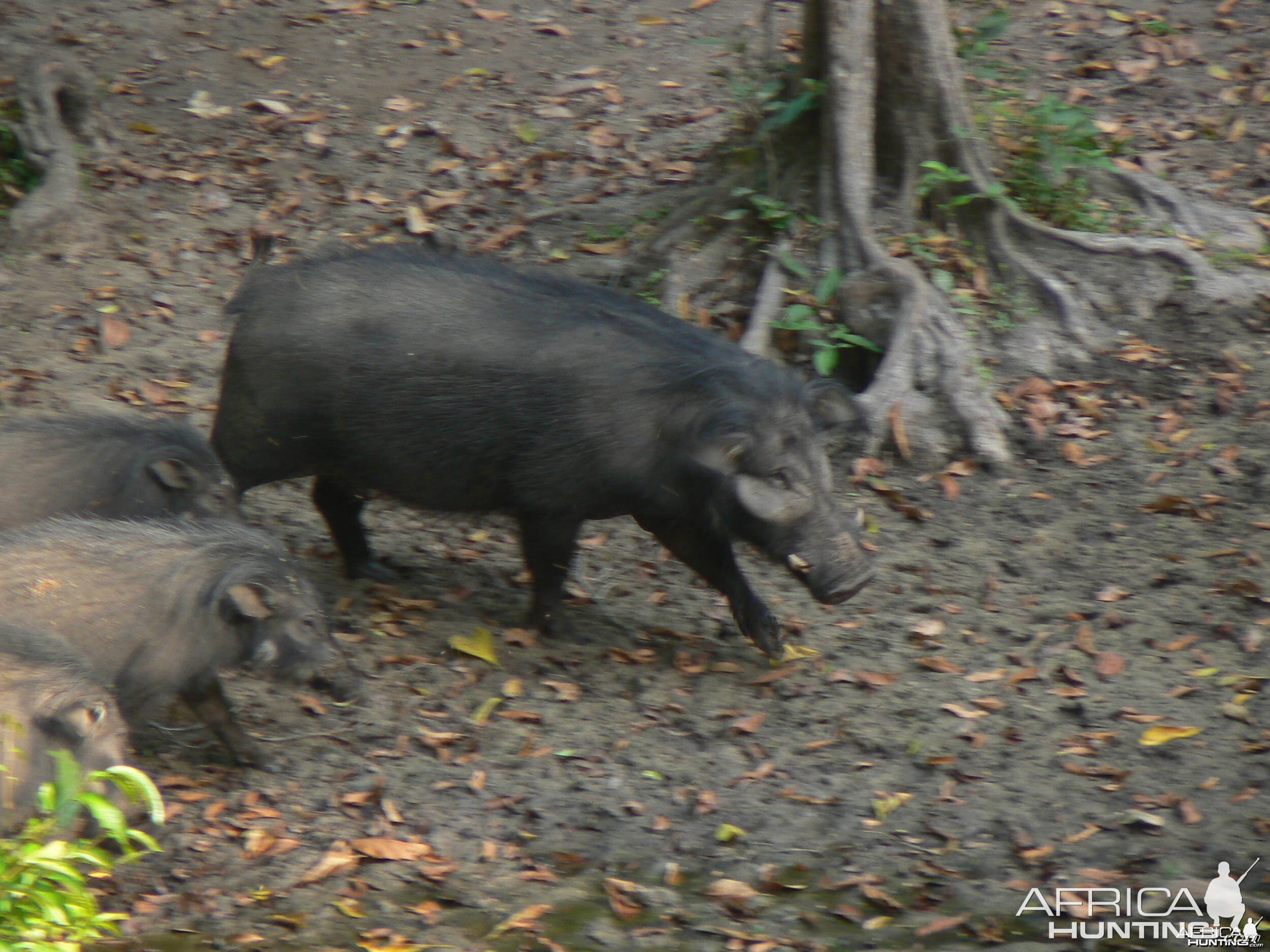 Giant Forest Hog in CAR