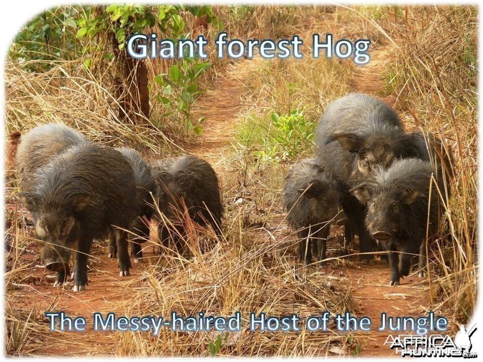 Giant Forest Hog in CAR