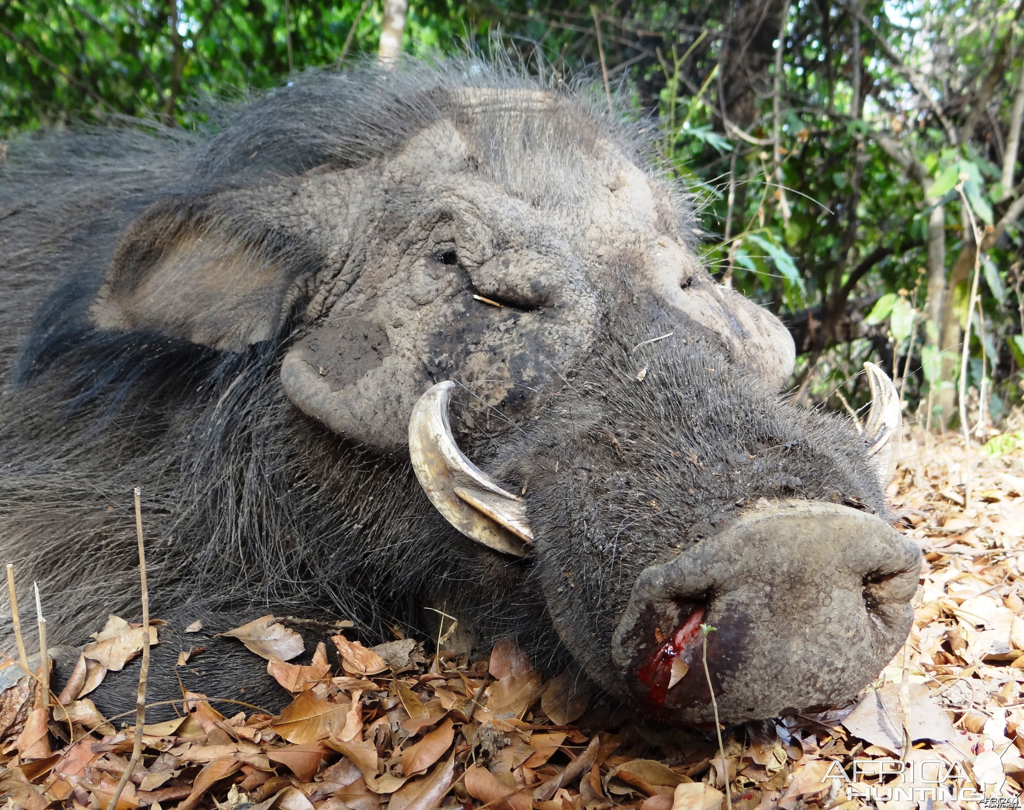 Giant Forest Hog in CAR