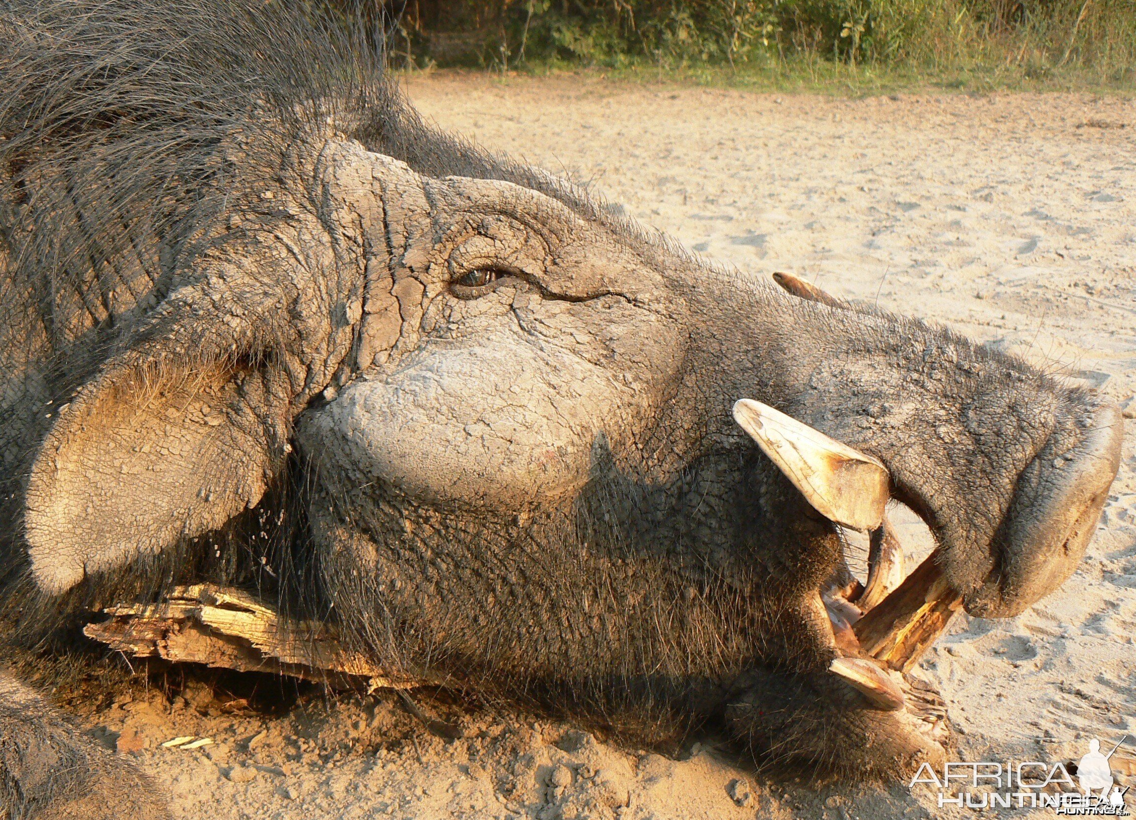 Giant Forest Hog in CAR