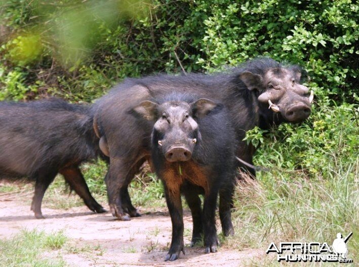 Giant Forest Hog in CAR