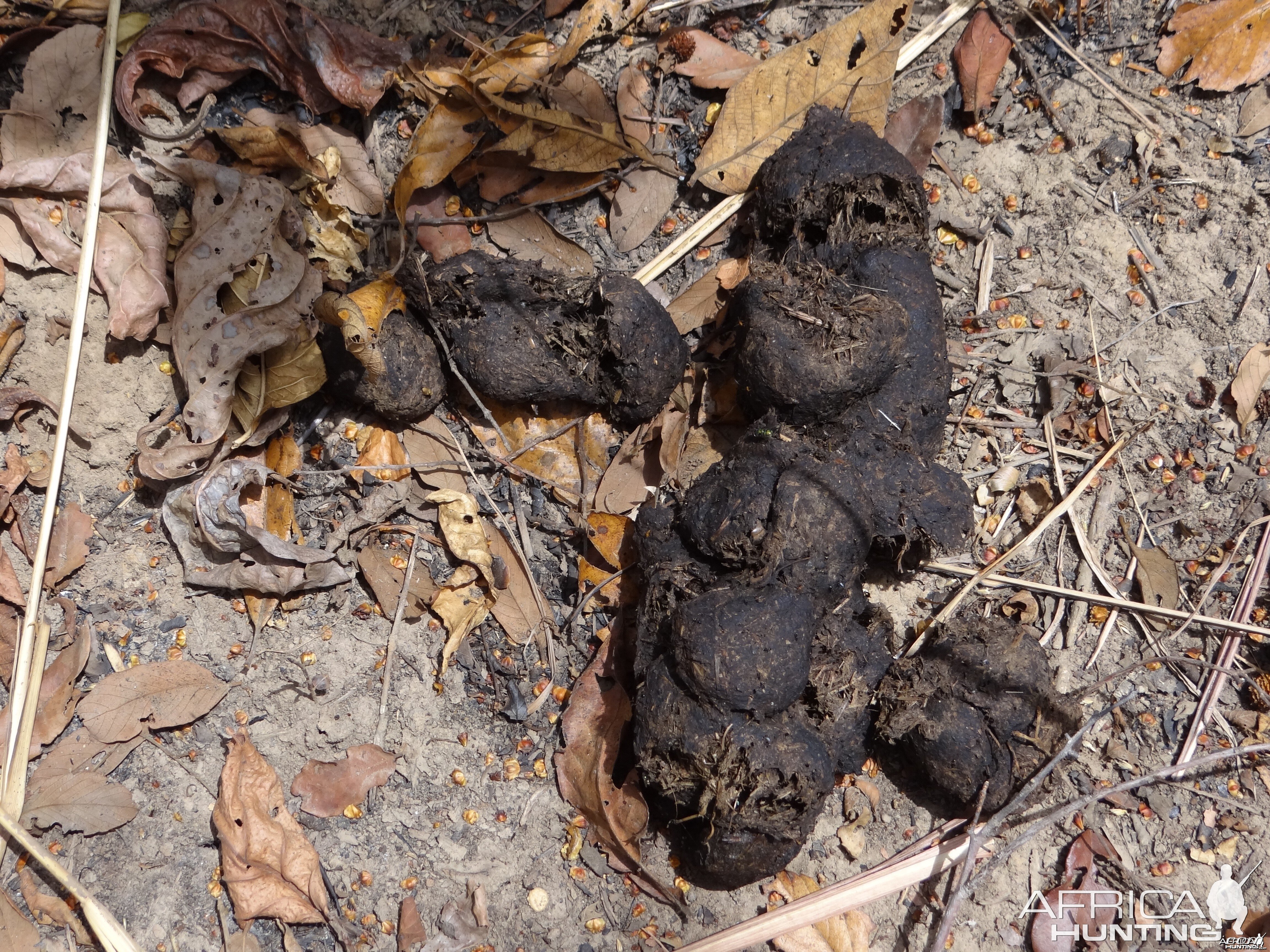 Giant Forest Hog latrines