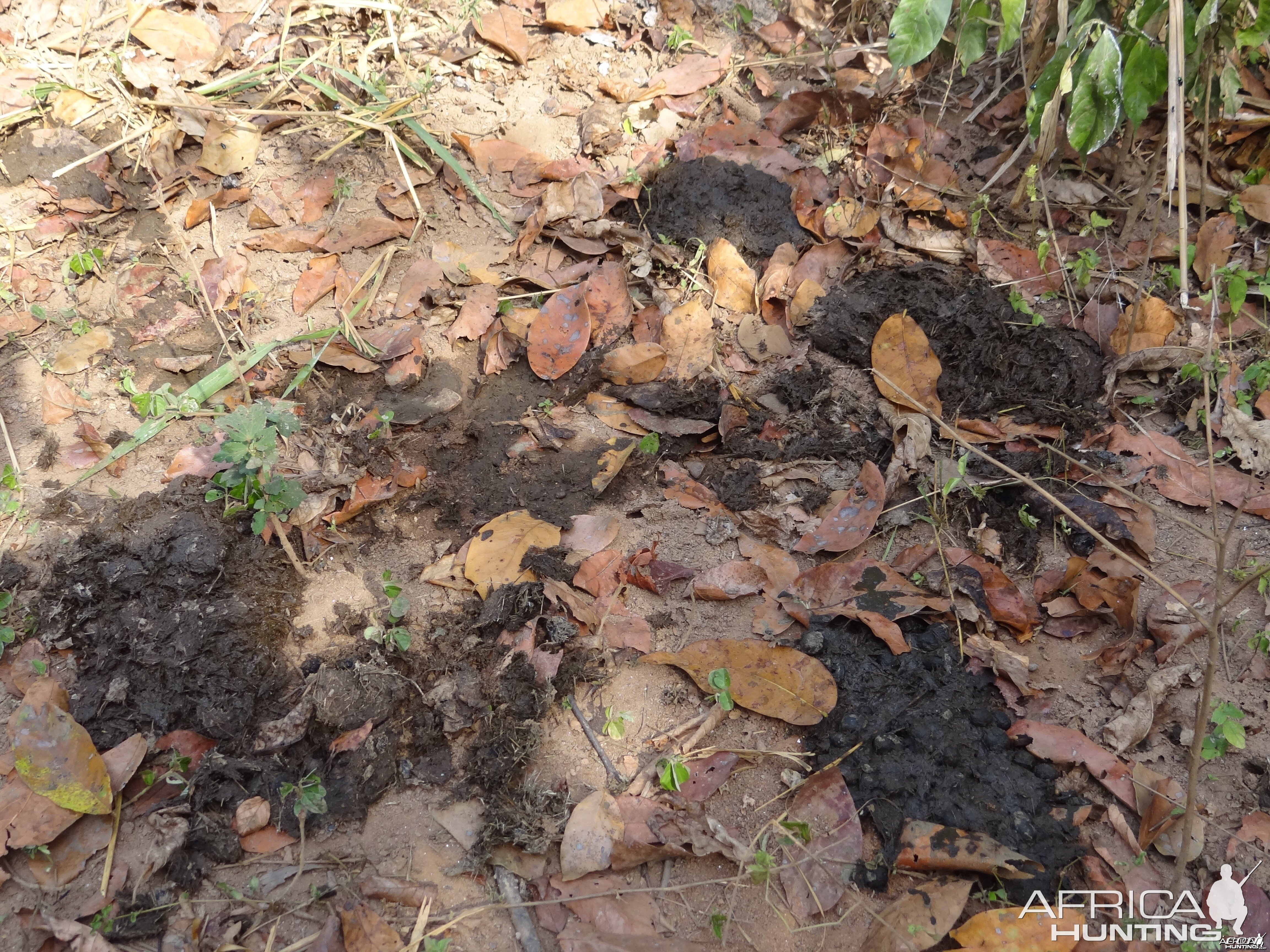 Giant Forest Hog latrines