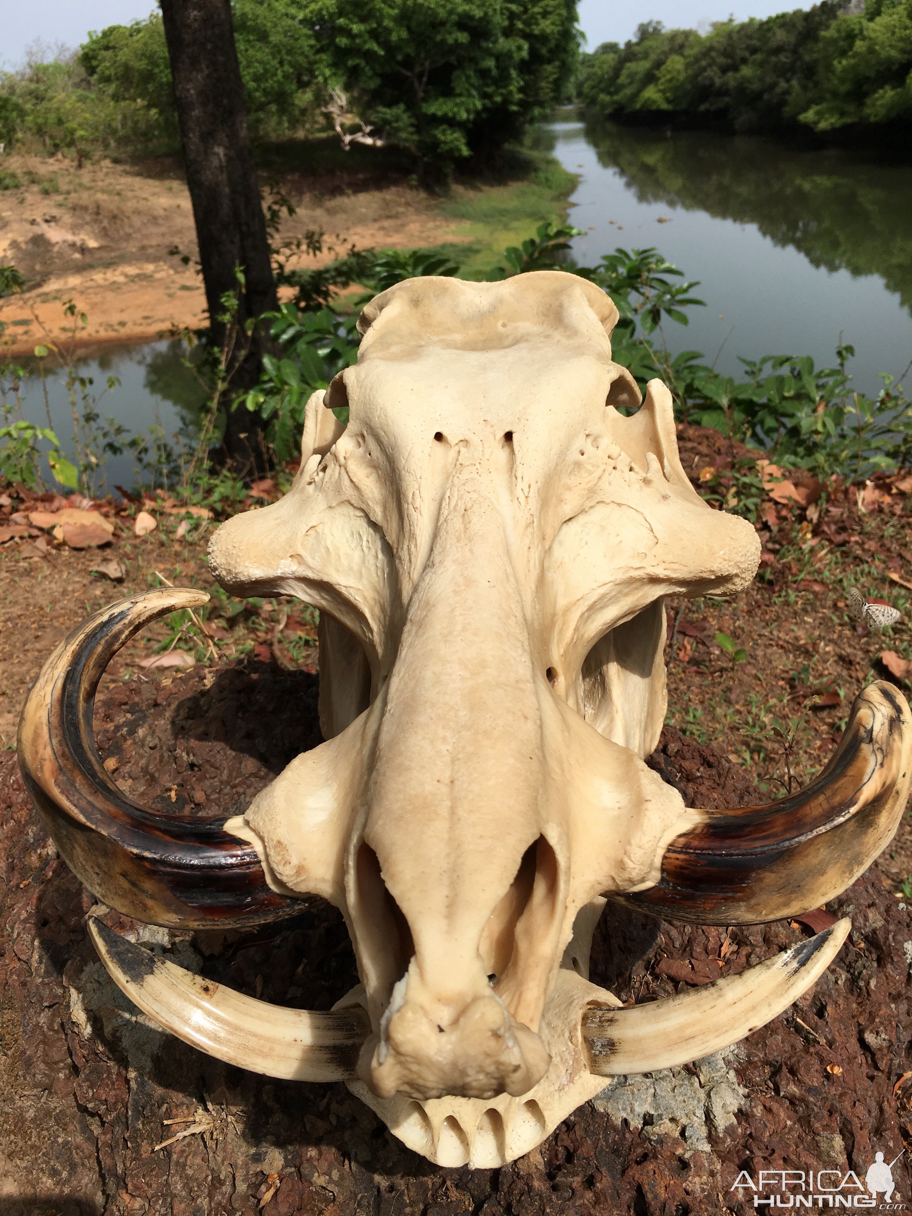 Giant Forest Hog Skull