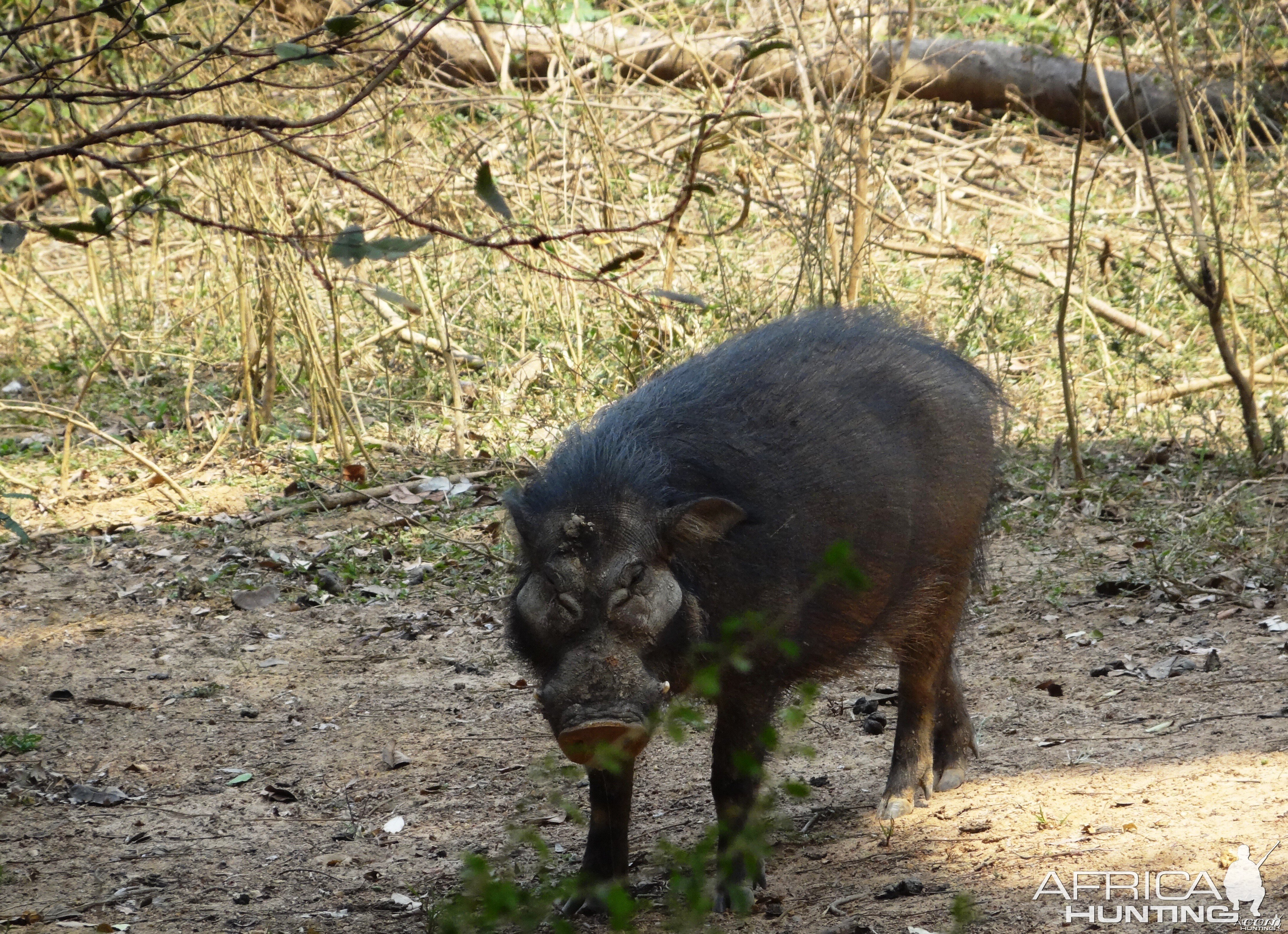 Giant Forest Hog