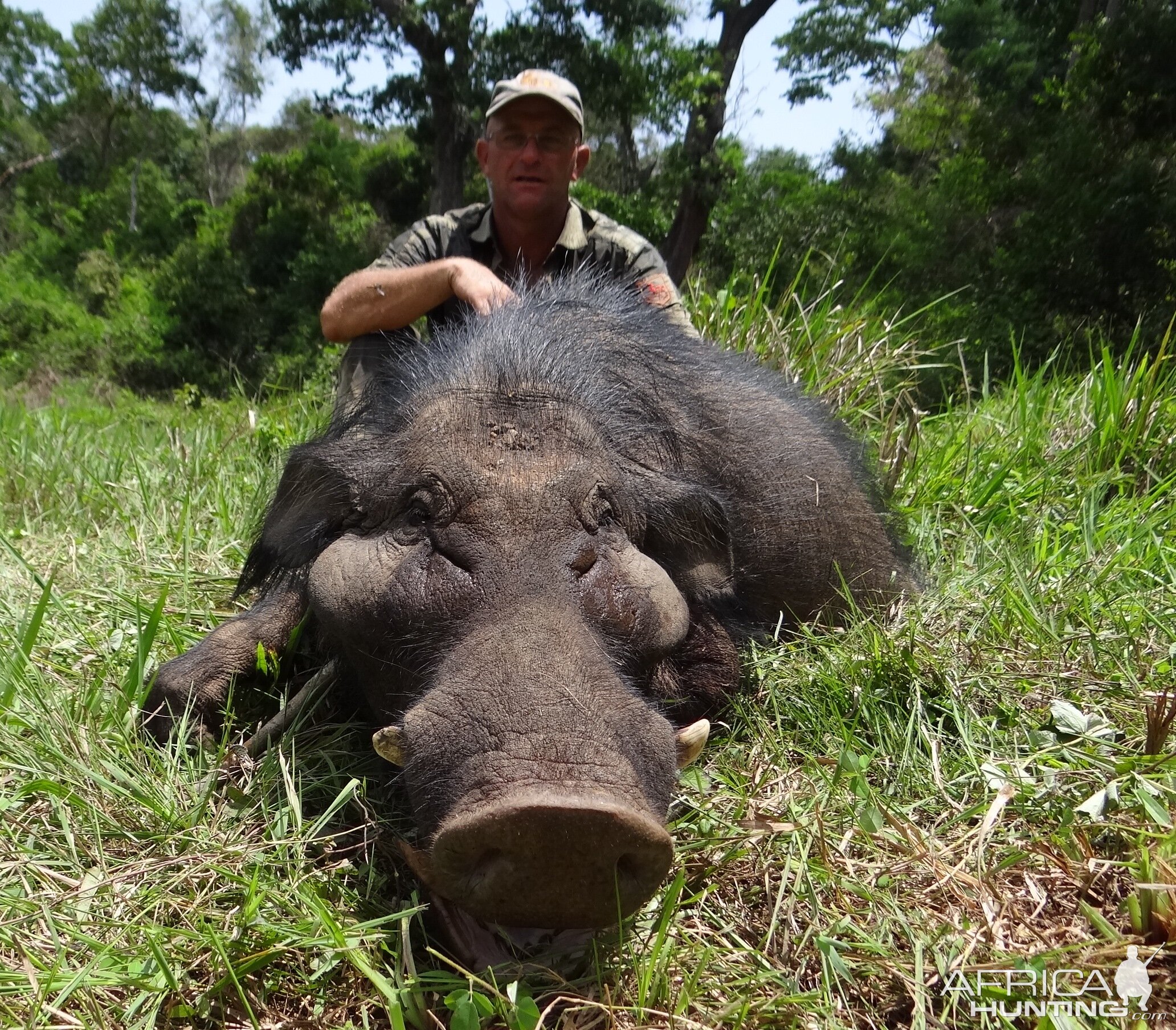 Giant forest hog