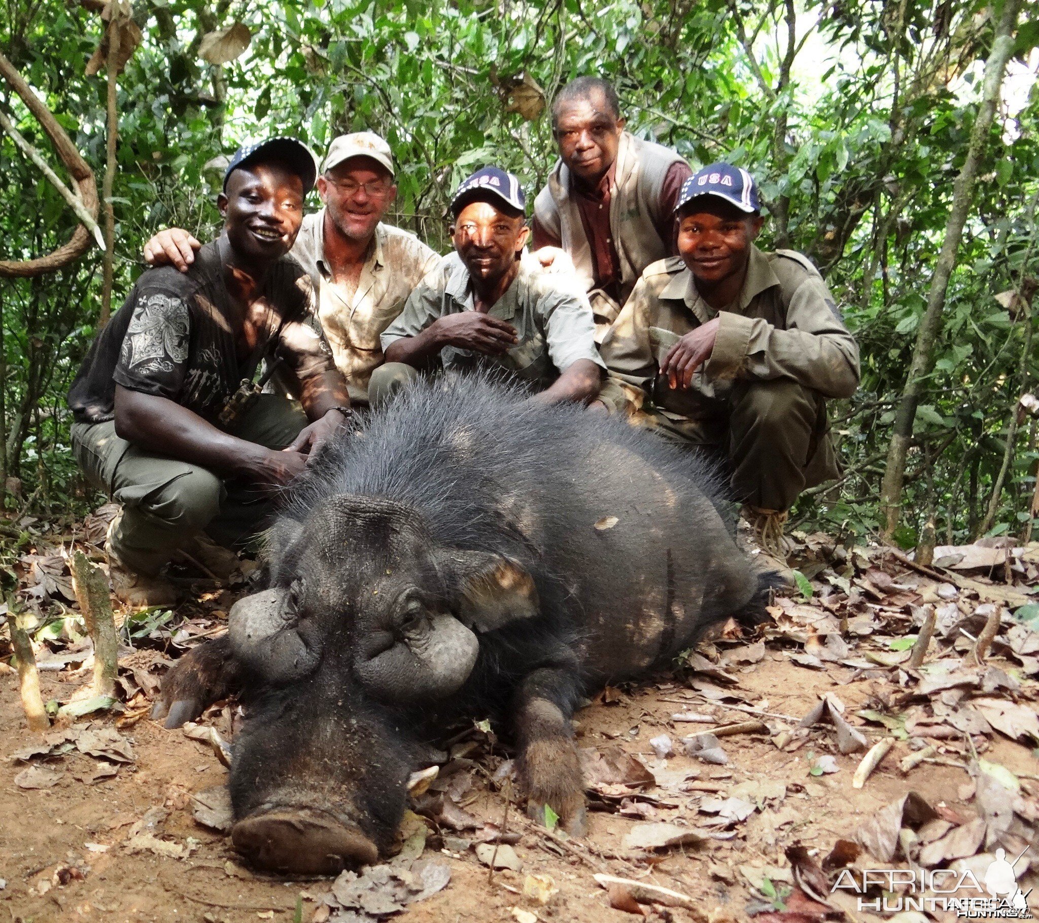 Giant forest hog